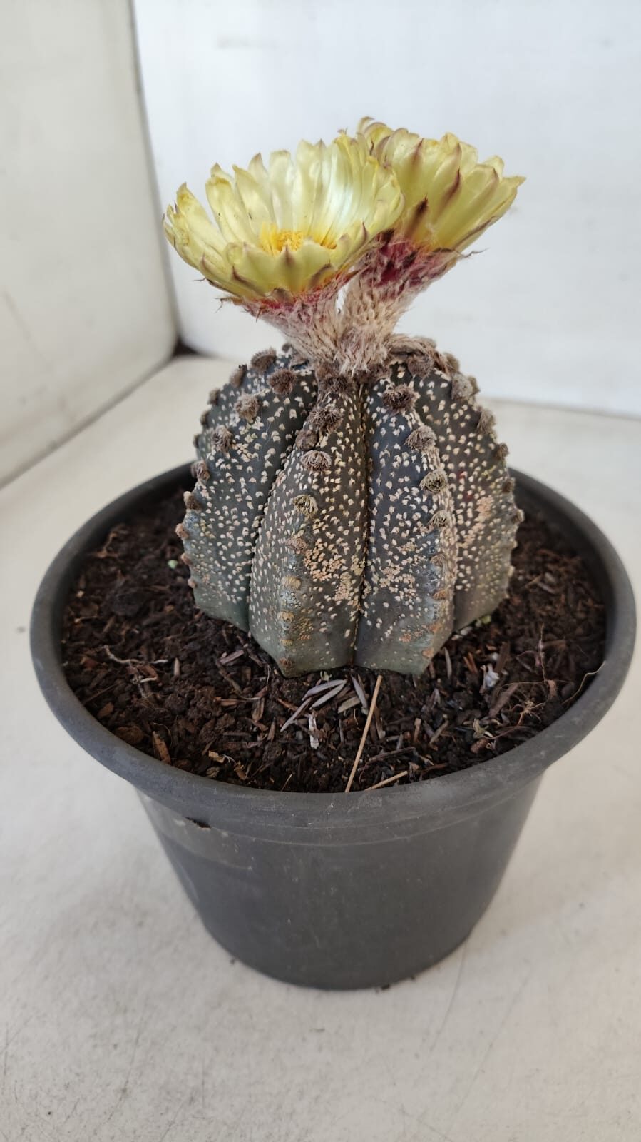 ASTROPHYTUM ASTERIAS  Nº 877 – vaso 15 - foto 9