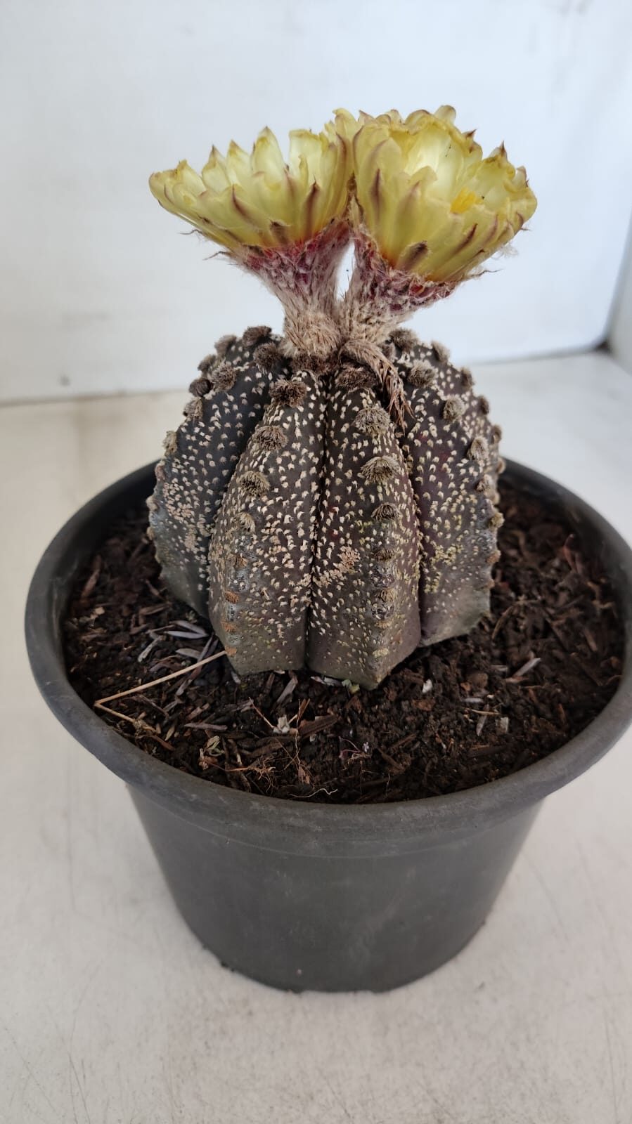 ASTROPHYTUM ASTERIAS  Nº 877 – vaso 15 - foto 8