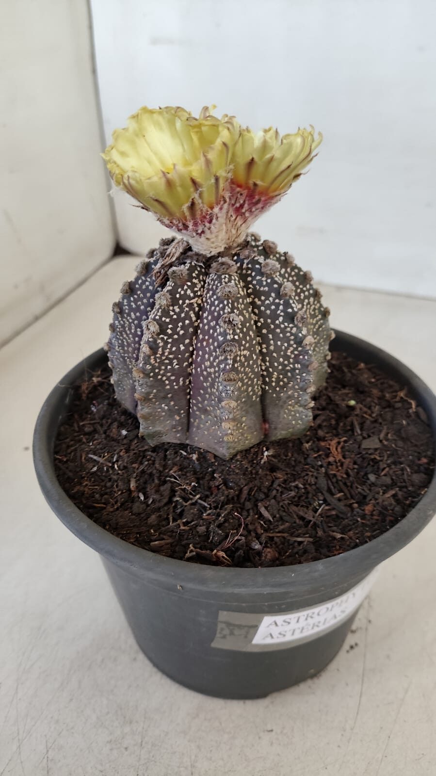 ASTROPHYTUM ASTERIAS  Nº 877 – vaso 15 - foto 6