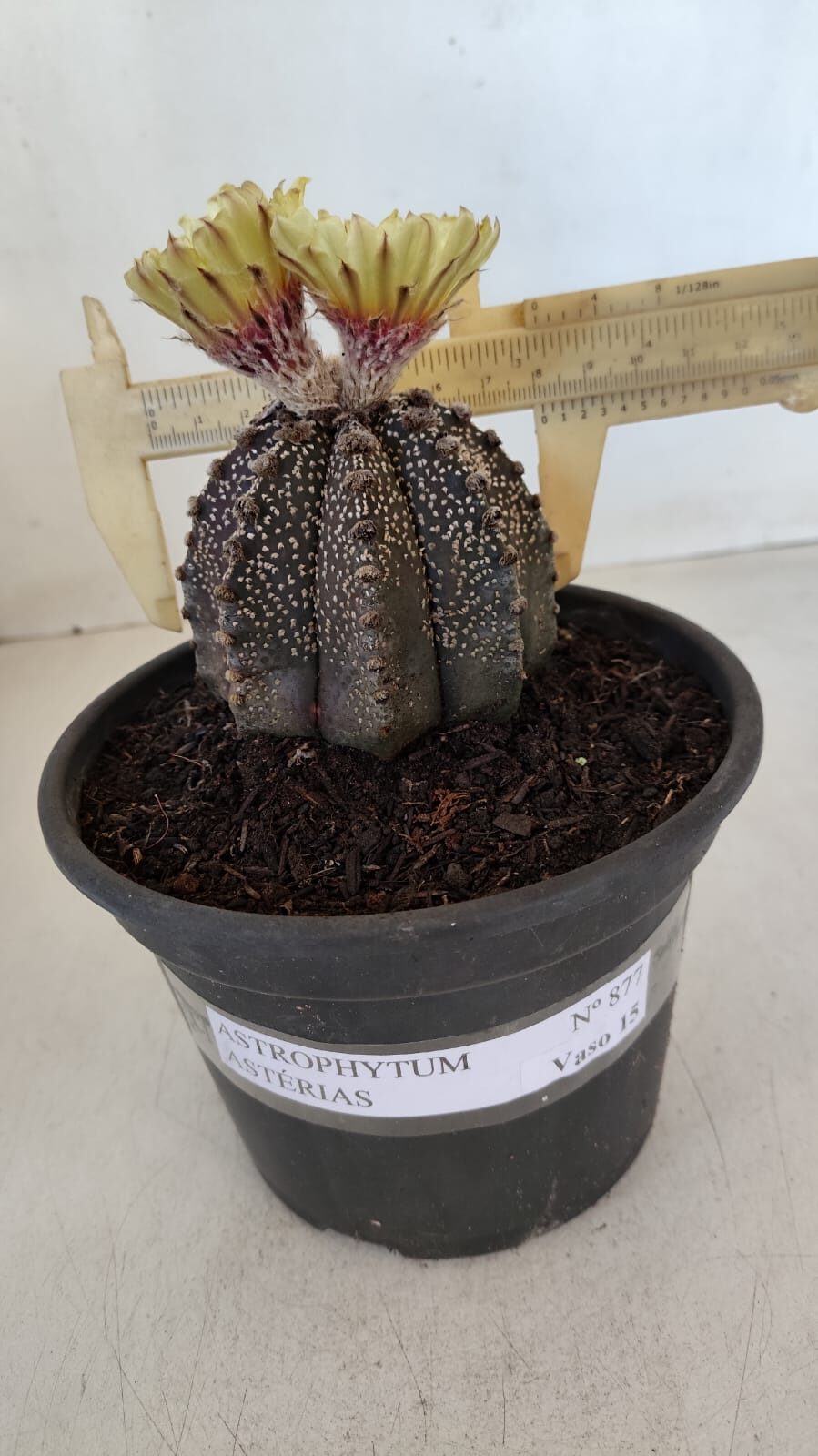 ASTROPHYTUM ASTERIAS  Nº 877 – vaso 15 - foto 4