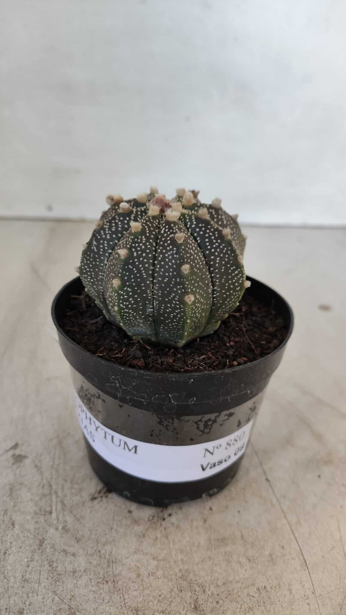ASTROPHYTUM ASTERIAS Nº 880 – vaso 09 - foto 4
