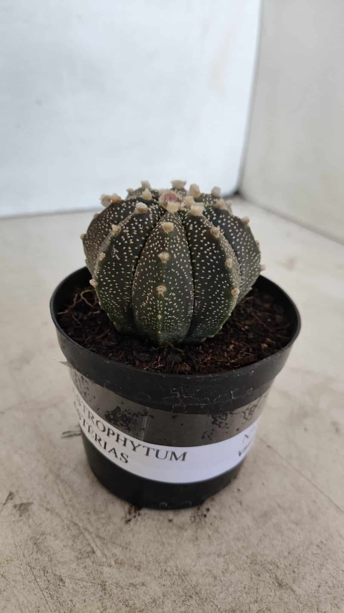 ASTROPHYTUM ASTERIAS Nº 880 – vaso 09 - foto 11