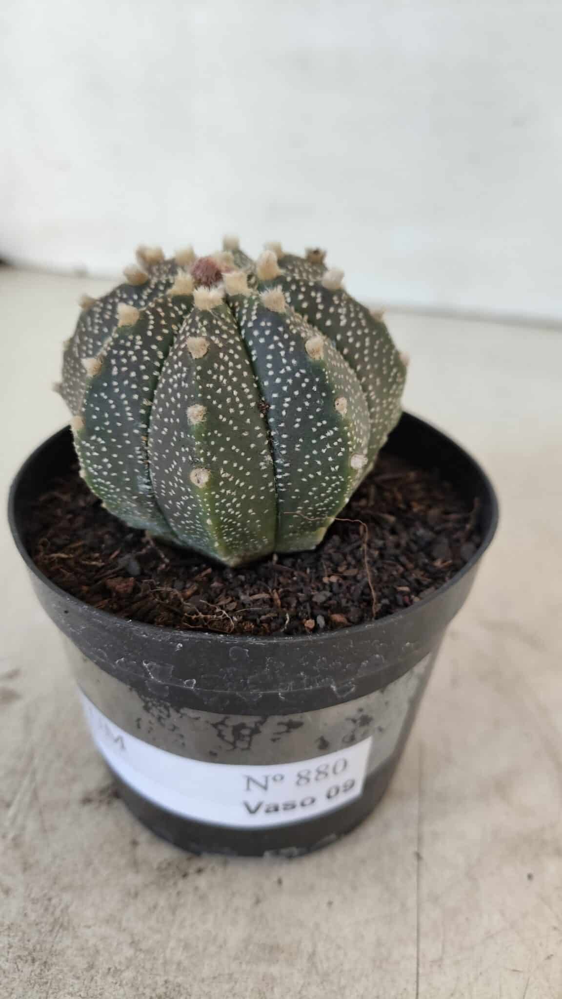 ASTROPHYTUM ASTERIAS Nº 880 – vaso 09 - foto 10
