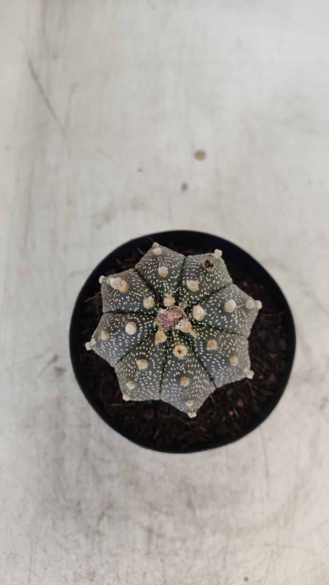ASTROPHYTUM ASTERIAS Nº 880 – vaso 09 - foto 5