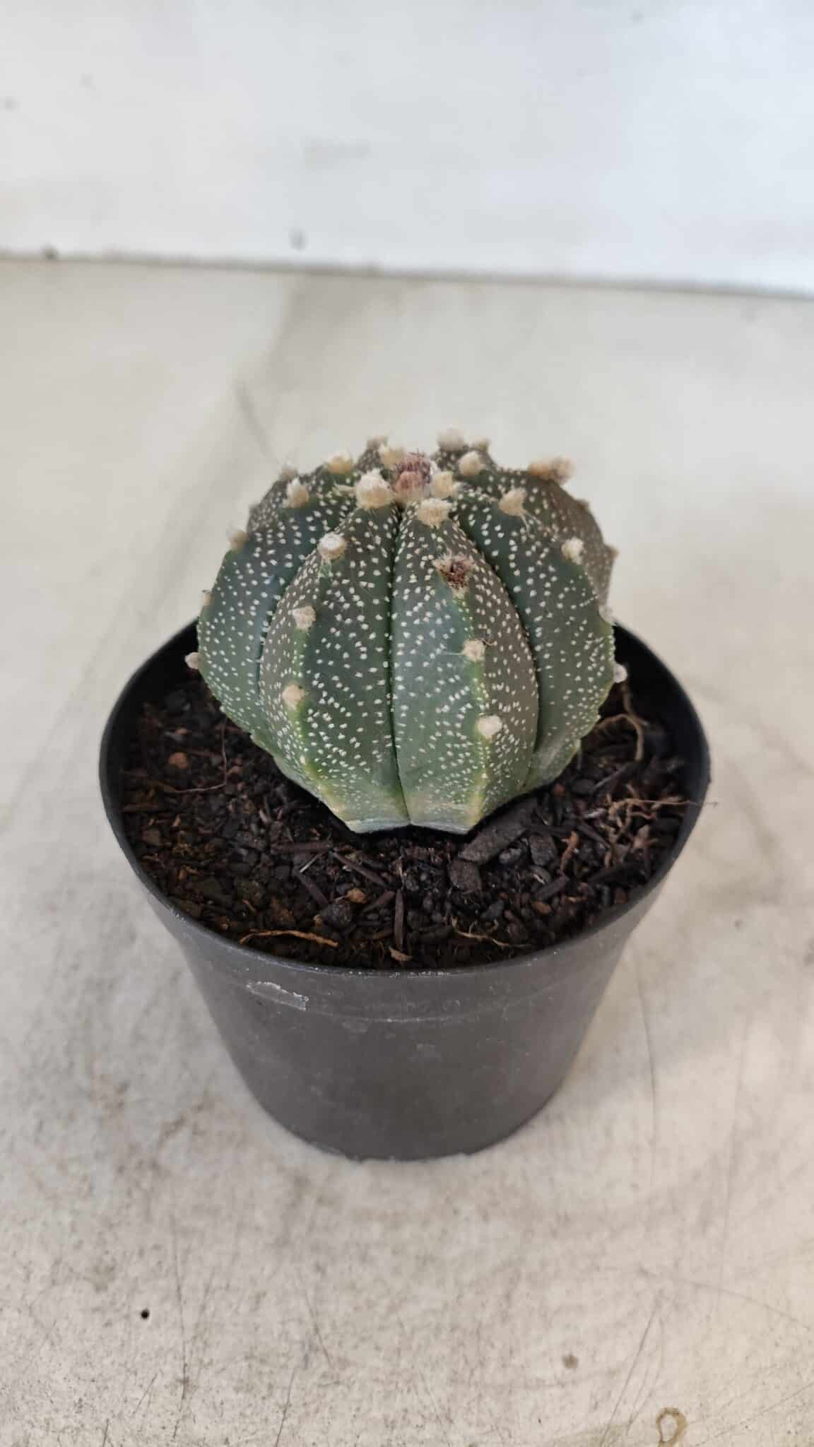 ASTROPHYTUM ASTERIAS Nº 880 – vaso 09 - foto 9