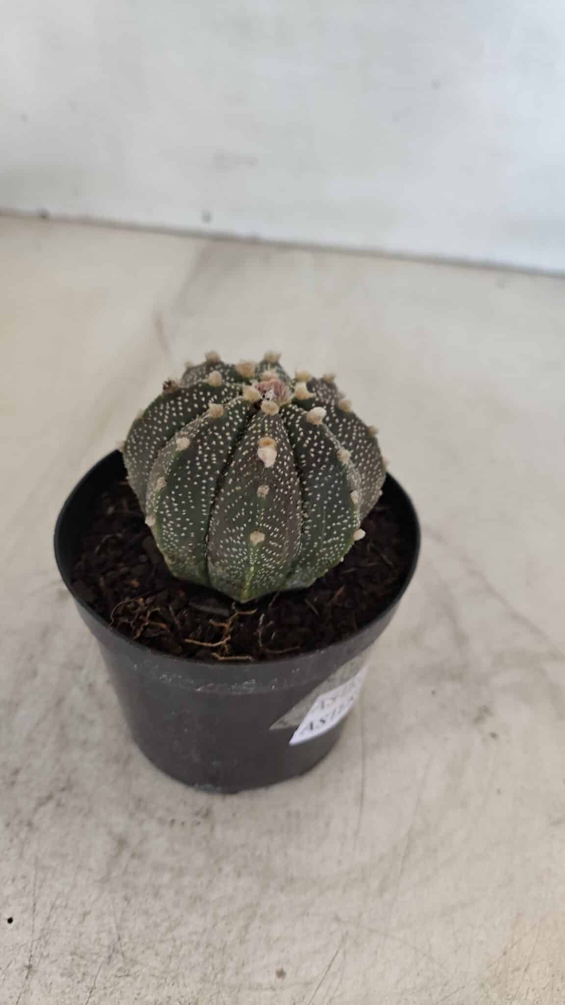 ASTROPHYTUM ASTERIAS Nº 880 – vaso 09 - foto 8