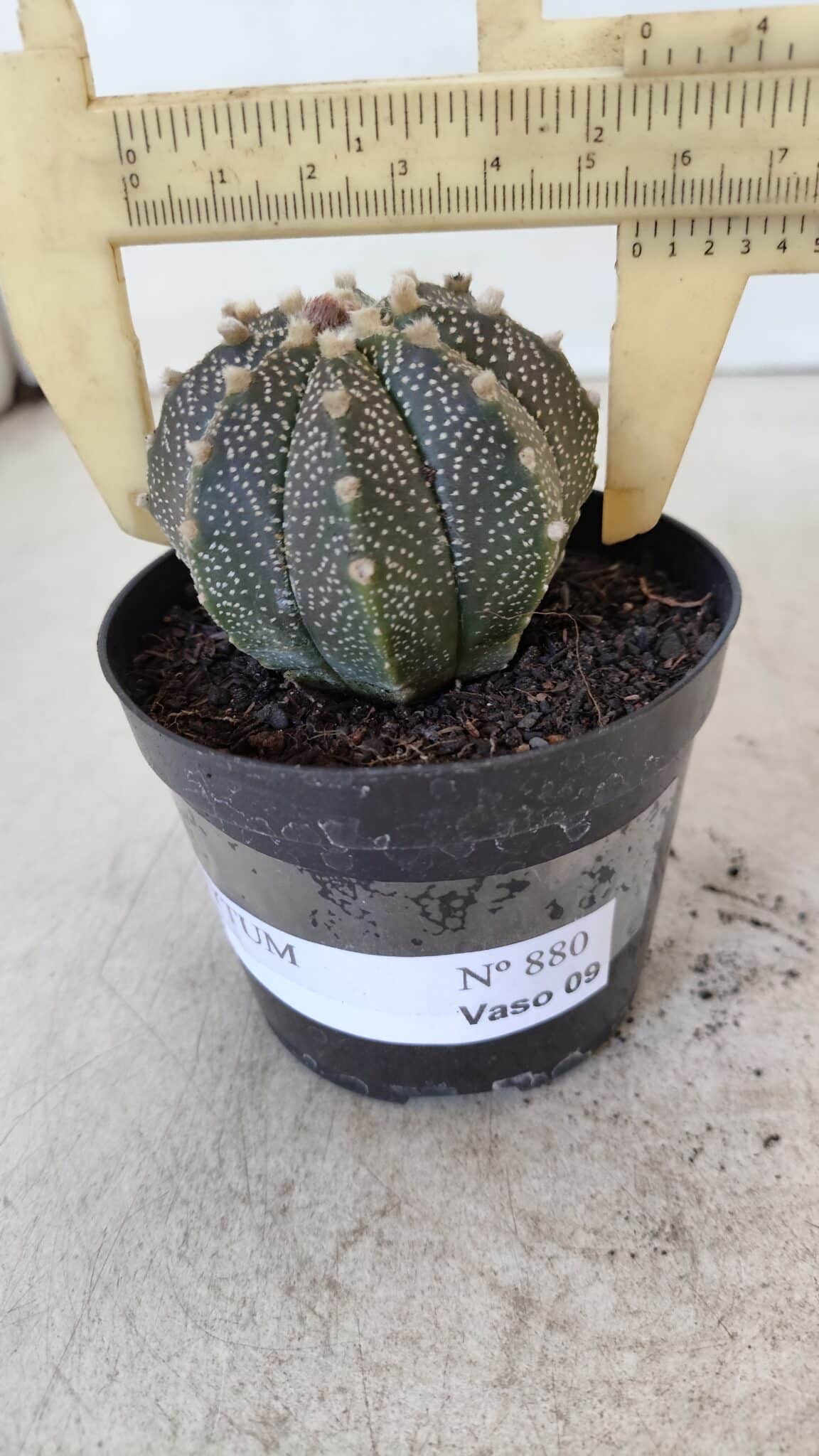 ASTROPHYTUM ASTERIAS Nº 880 – vaso 09 - foto 6