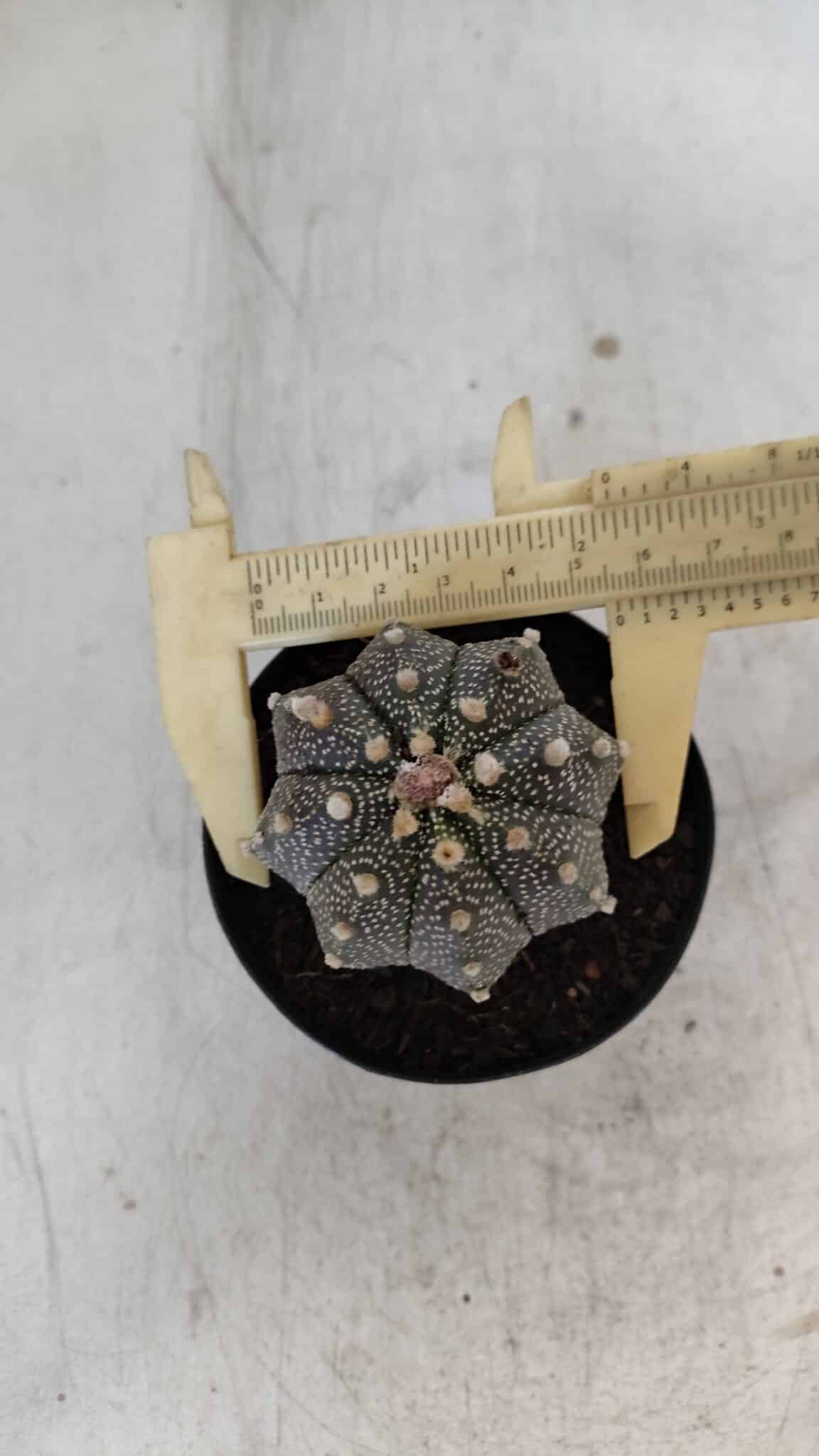 ASTROPHYTUM ASTERIAS Nº 880 – vaso 09 - foto 7