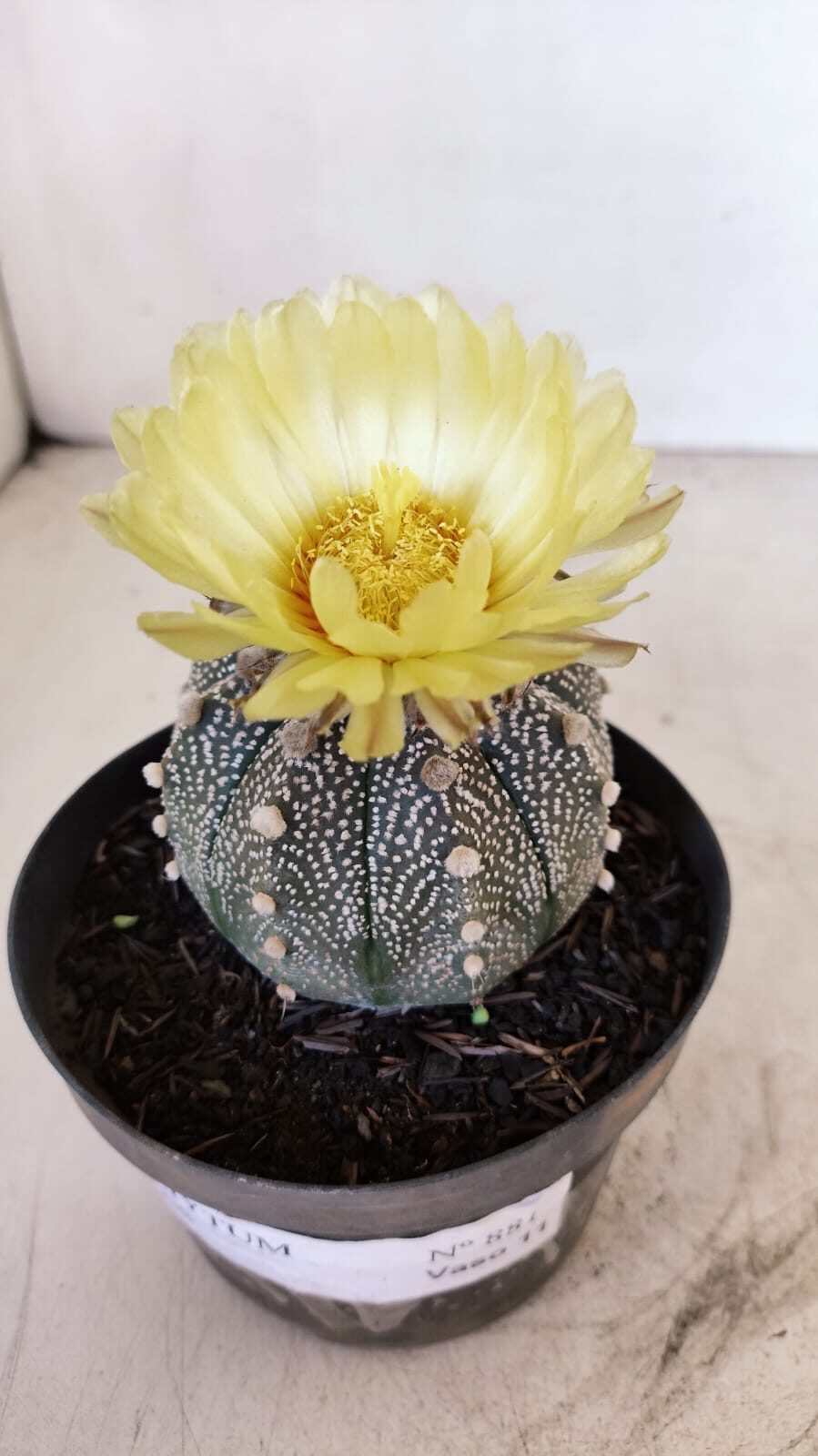 ASTROPHYTUM ASTERIAS Nº 881 – vaso 11 - foto 4