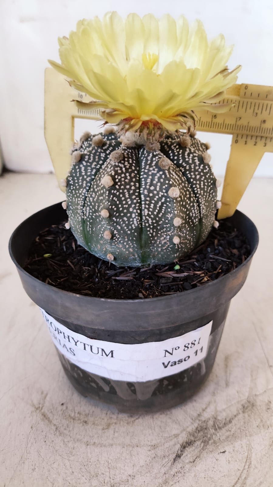 ASTROPHYTUM ASTERIAS Nº 881 – vaso 11 - foto 7