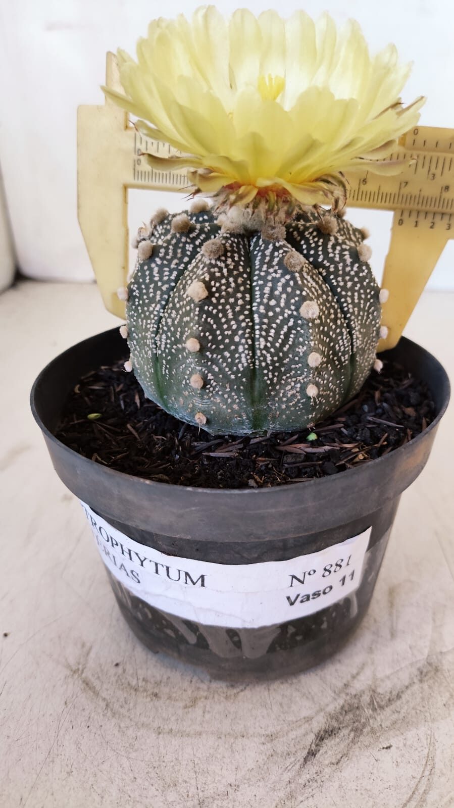 ASTROPHYTUM ASTERIAS Nº 881 – vaso 11 - foto 5
