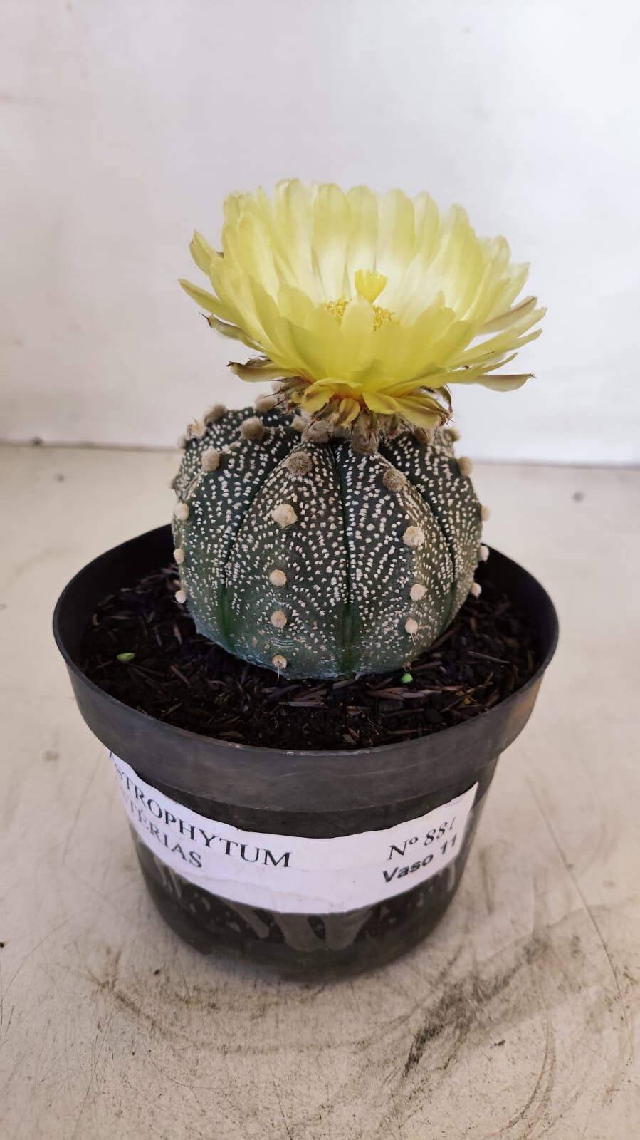 ASTROPHYTUM ASTERIAS Nº 881 – vaso 11 - foto 2