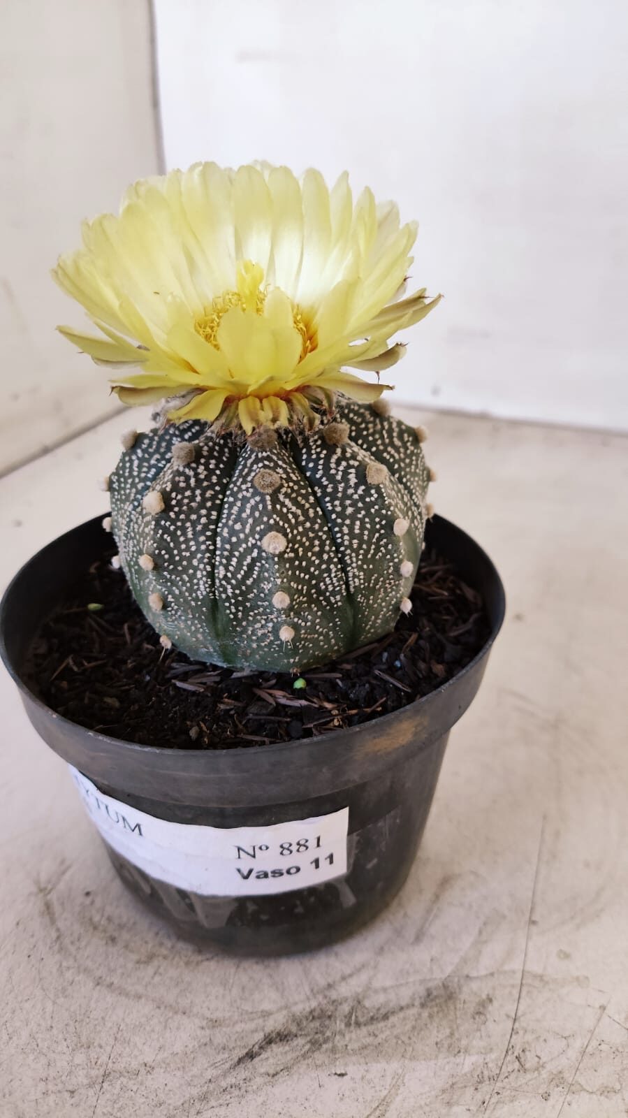ASTROPHYTUM ASTERIAS Nº 881 – vaso 11 - foto 6