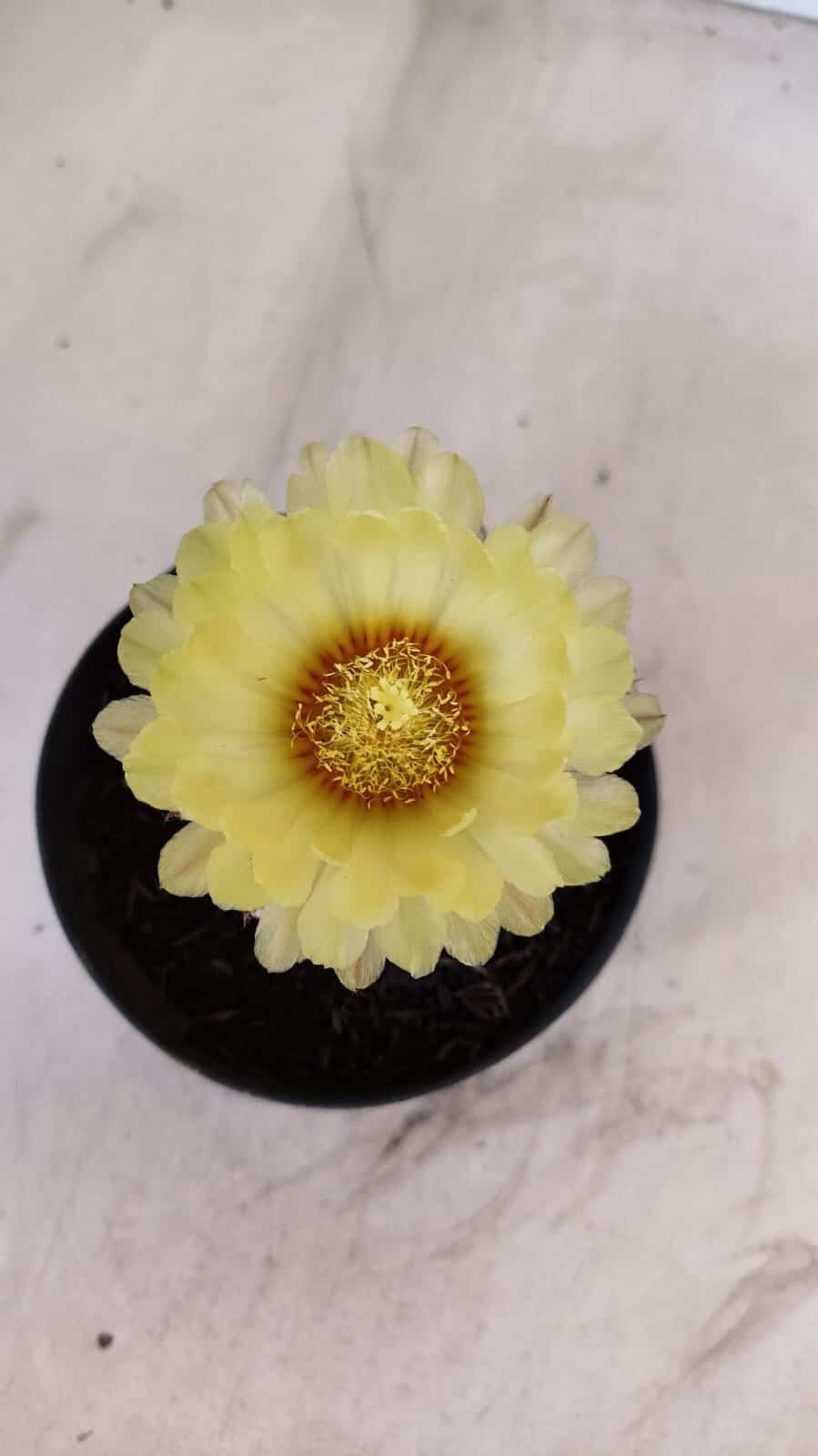 ASTROPHYTUM ASTERIAS Nº 881 – vaso 11 - foto 3