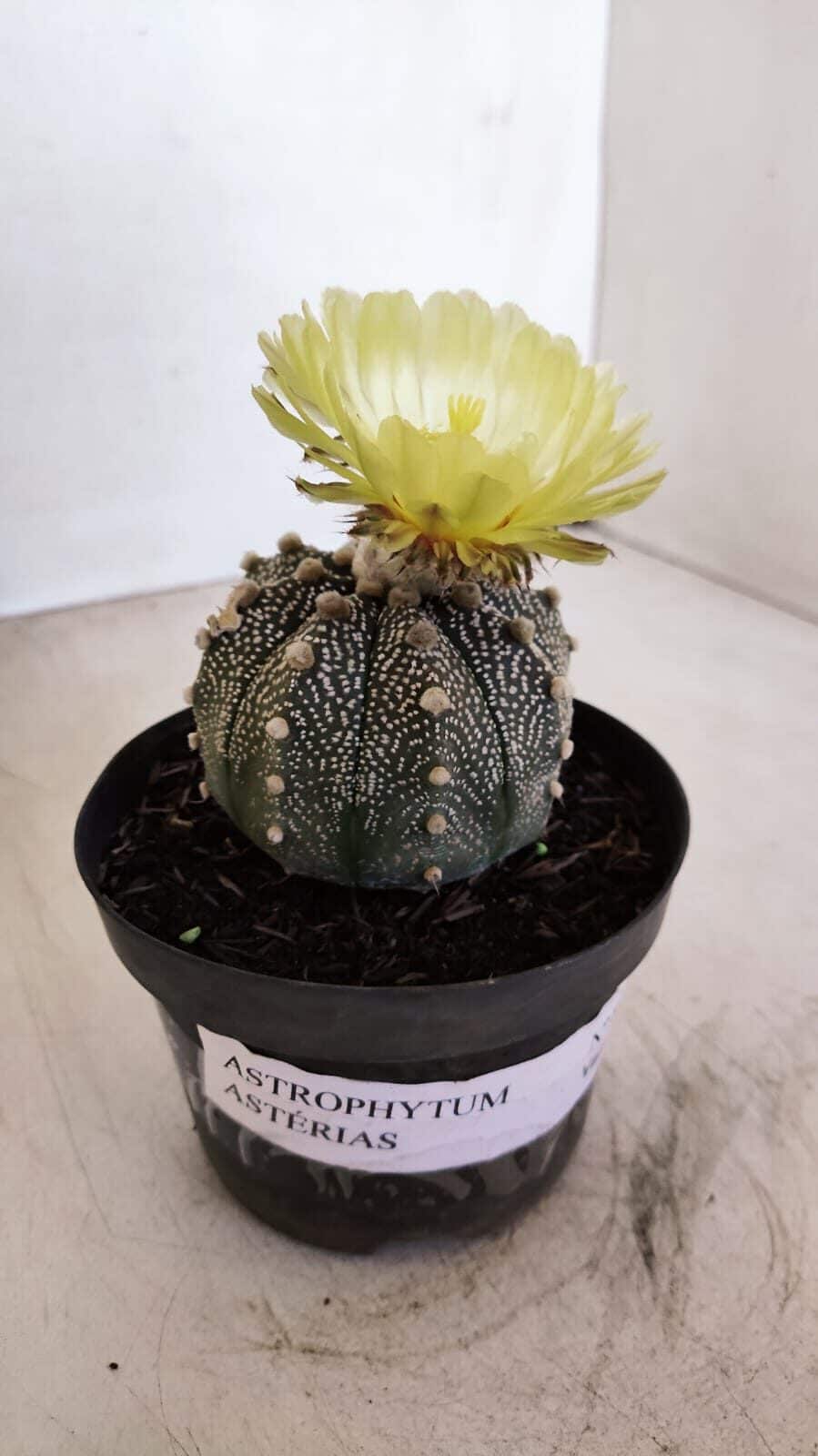 ASTROPHYTUM ASTERIAS Nº 881 – vaso 11 - foto 8
