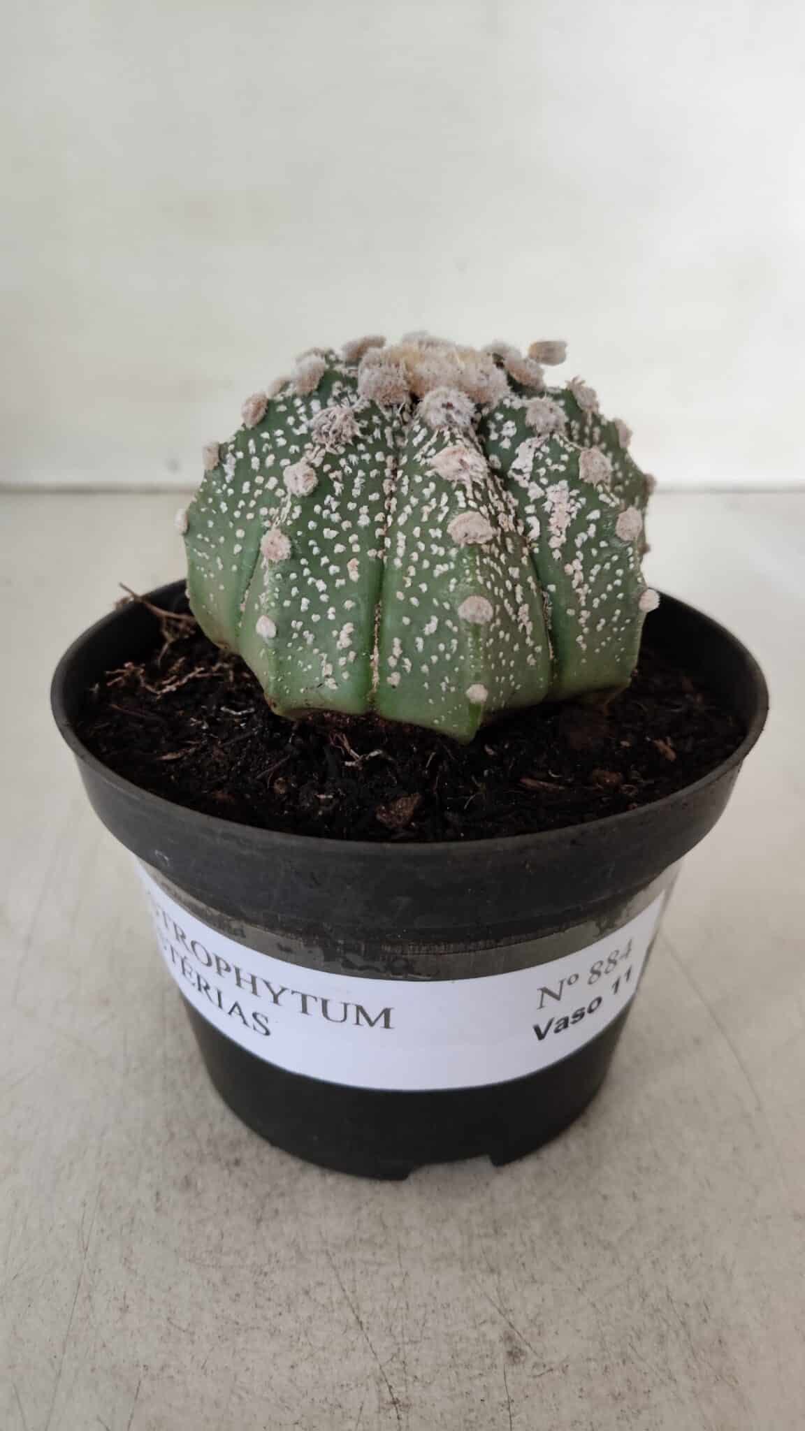 ASTROPHYTUM ASTERIAS Nº 884 – vaso 11