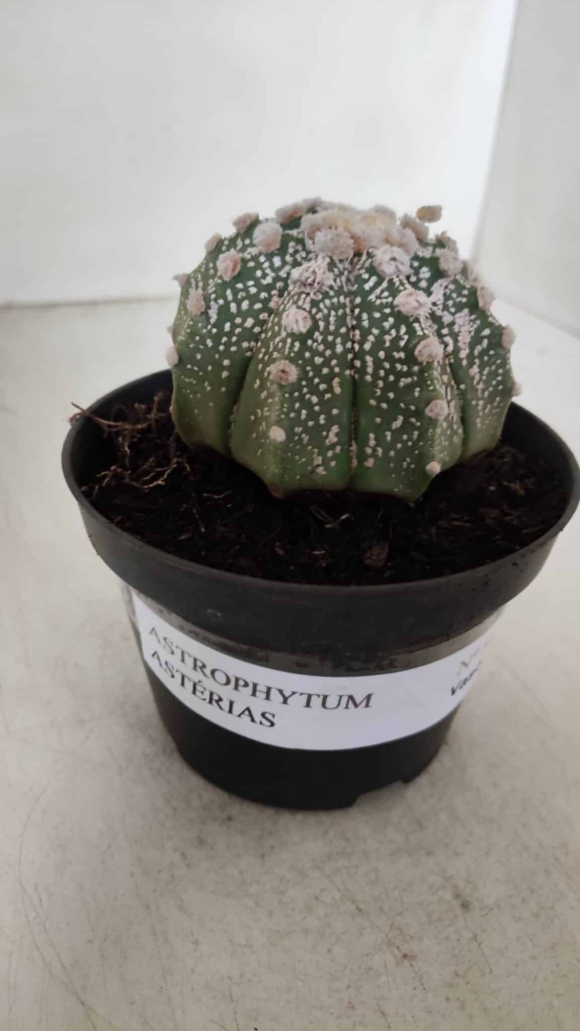 ASTROPHYTUM ASTERIAS Nº 884 – vaso 11
