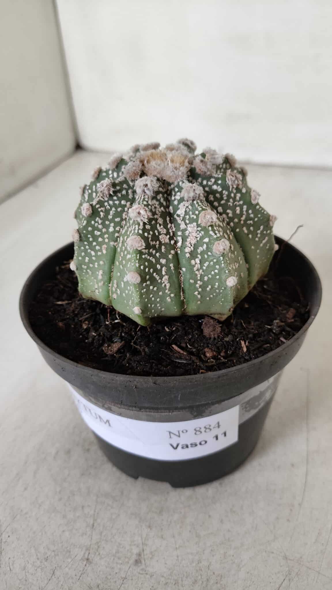 ASTROPHYTUM ASTERIAS Nº 884 – vaso 11