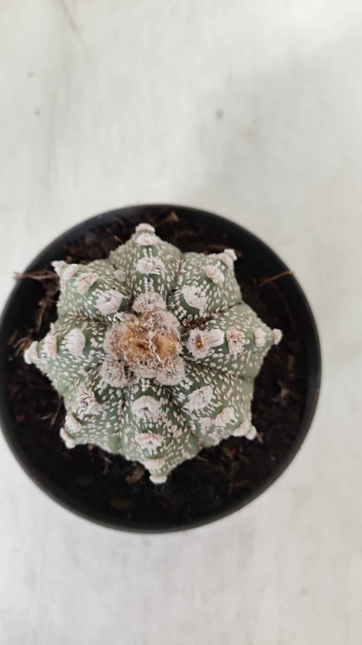 ASTROPHYTUM ASTERIAS Nº 884 – vaso 11
