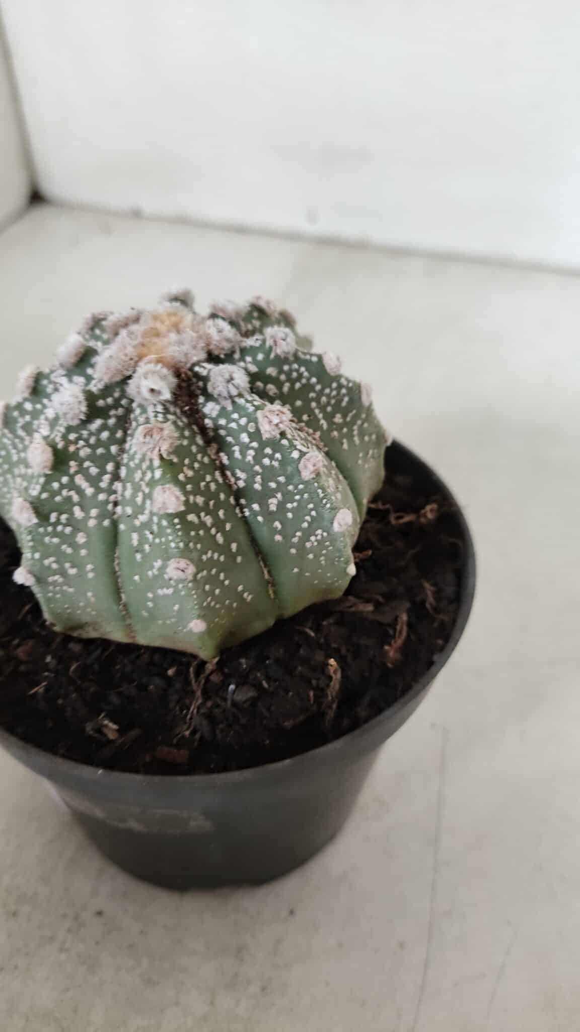 ASTROPHYTUM ASTERIAS Nº 884 – vaso 11