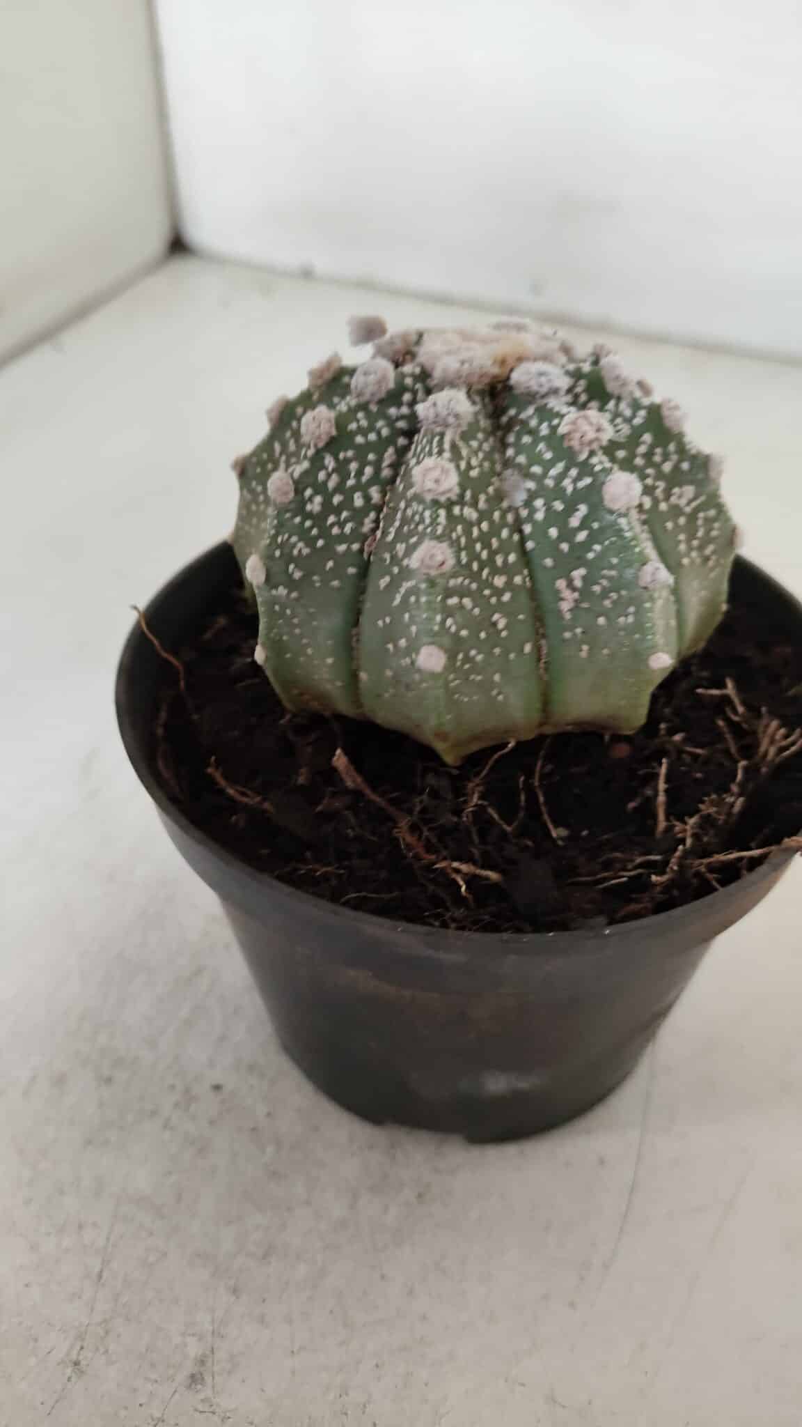 ASTROPHYTUM ASTERIAS Nº 884 – vaso 11
