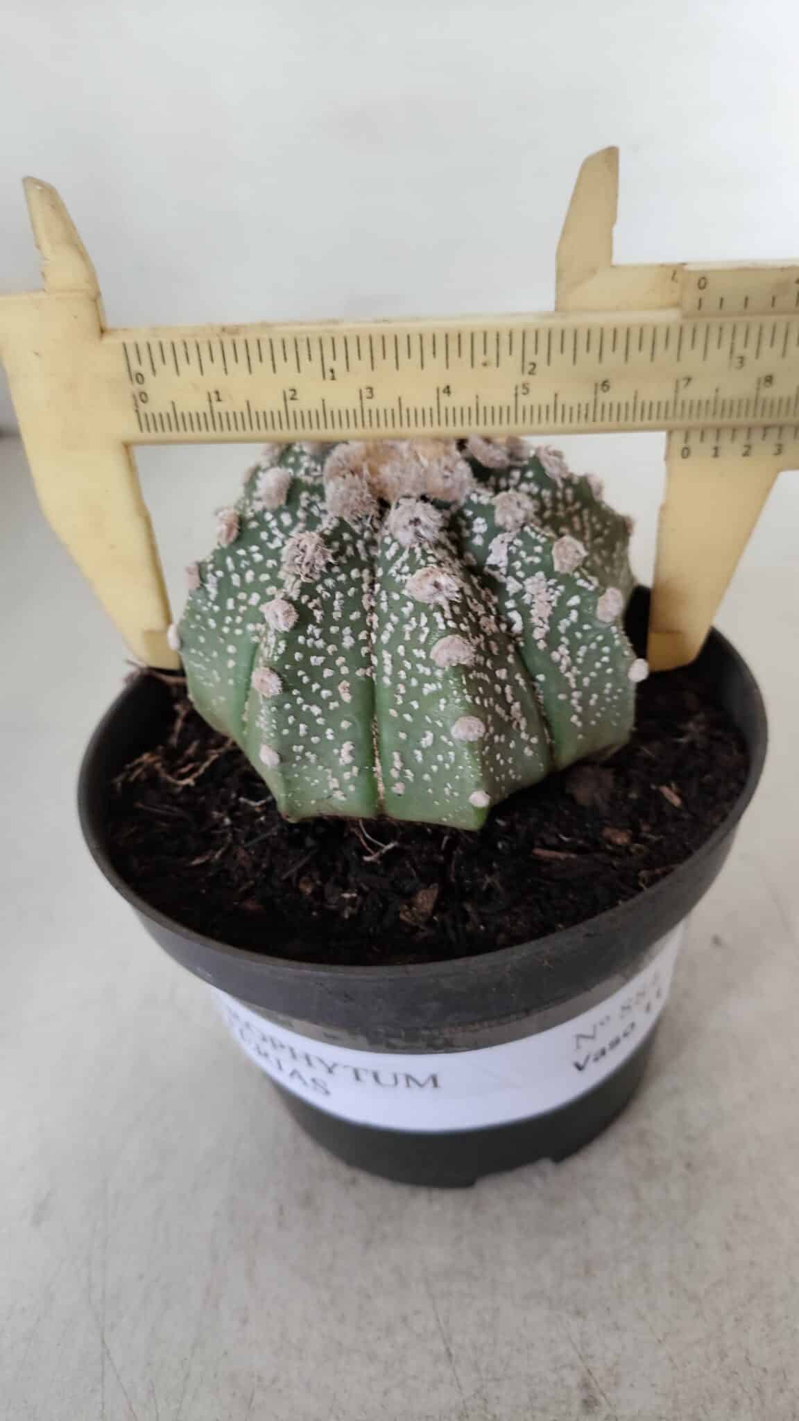 ASTROPHYTUM ASTERIAS Nº 884 – vaso 11