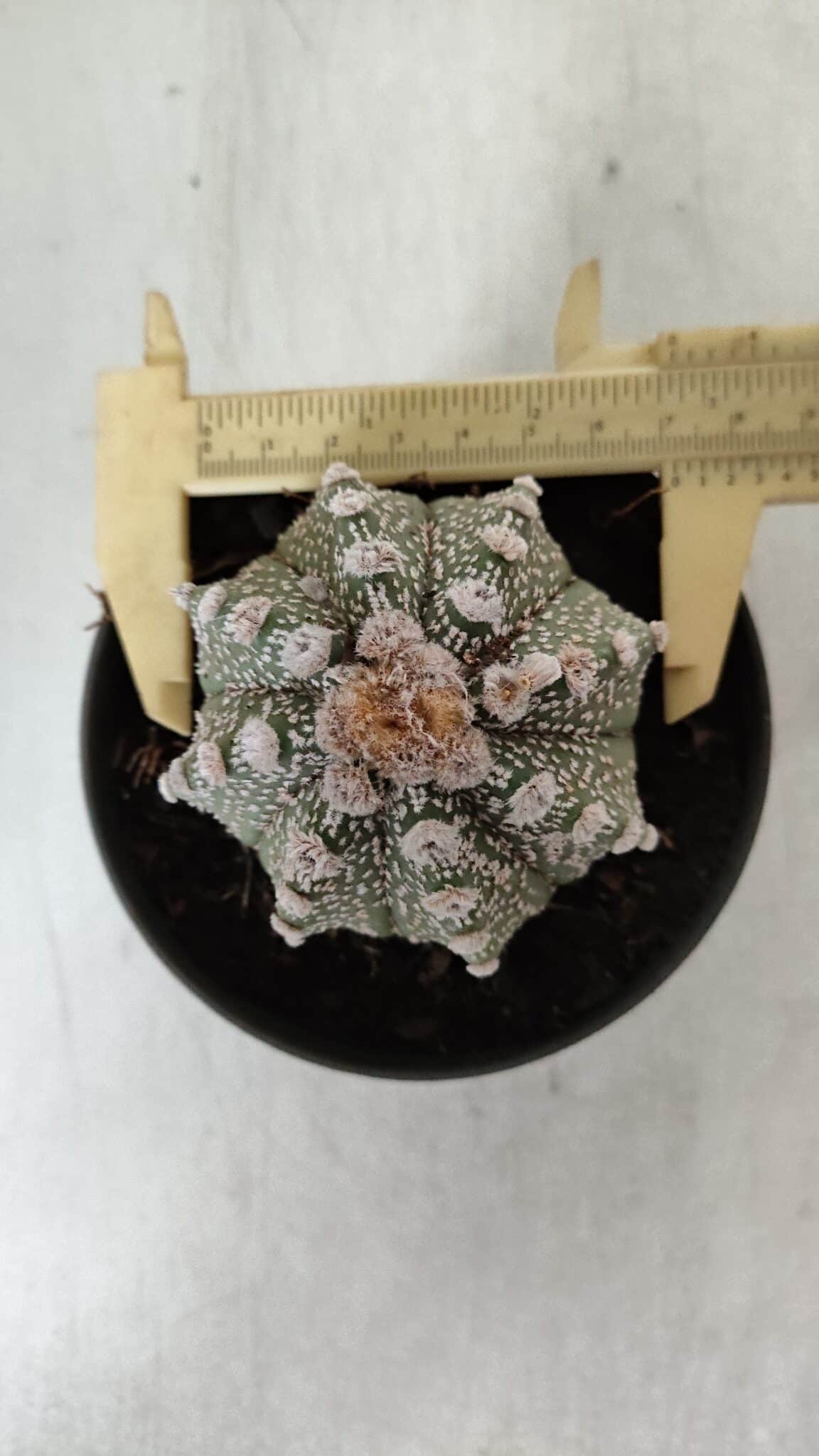 ASTROPHYTUM ASTERIAS Nº 884 – vaso 11
