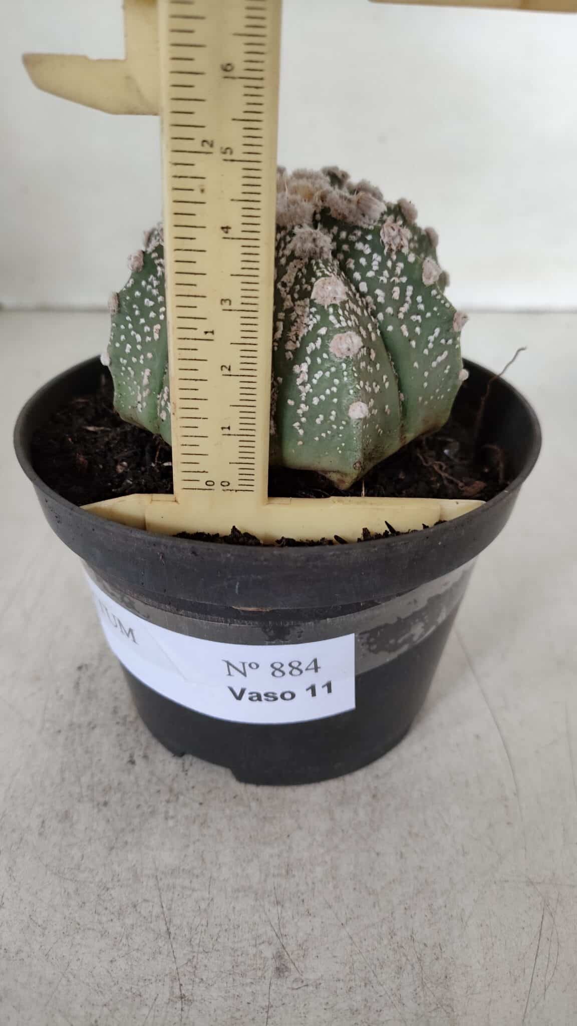 ASTROPHYTUM ASTERIAS Nº 884 – vaso 11