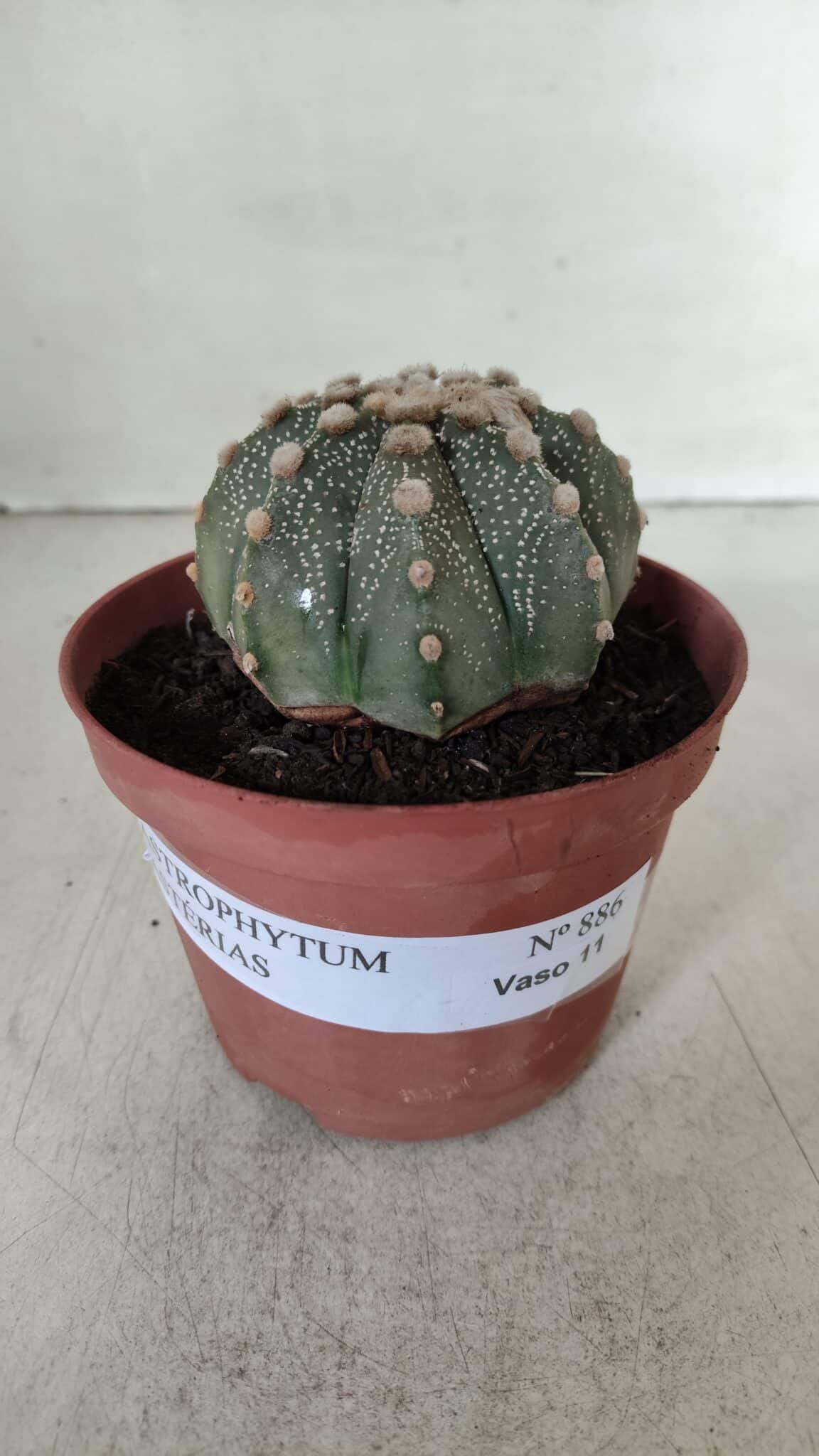ASTROPHYTUM ASTERIAS Nº 886 – vaso 11
