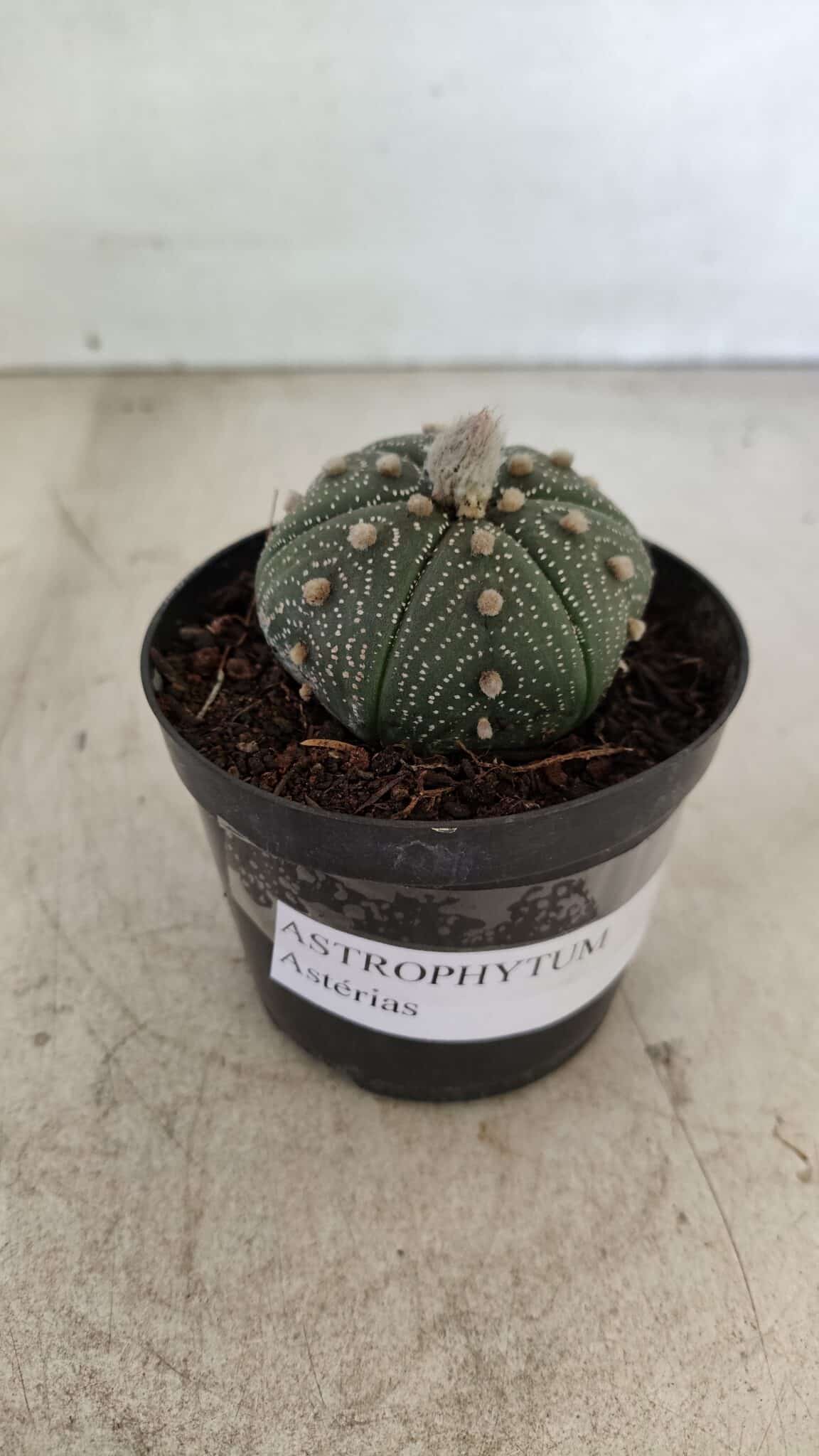 ASTROPHYTUM ASTERIAS Nº 886 "6 quinas" – vaso 09 - foto 2