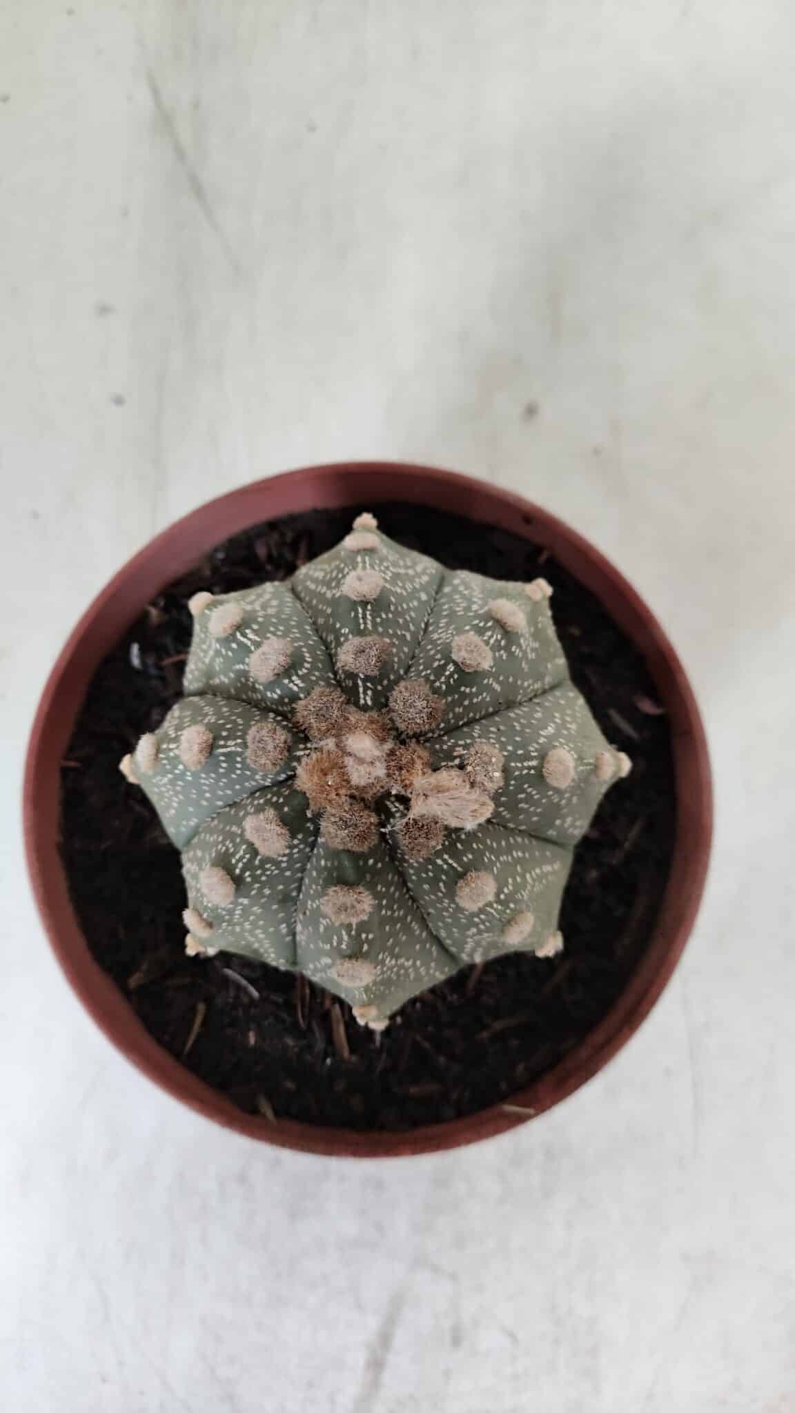 ASTROPHYTUM ASTERIAS Nº 886 – vaso 11
