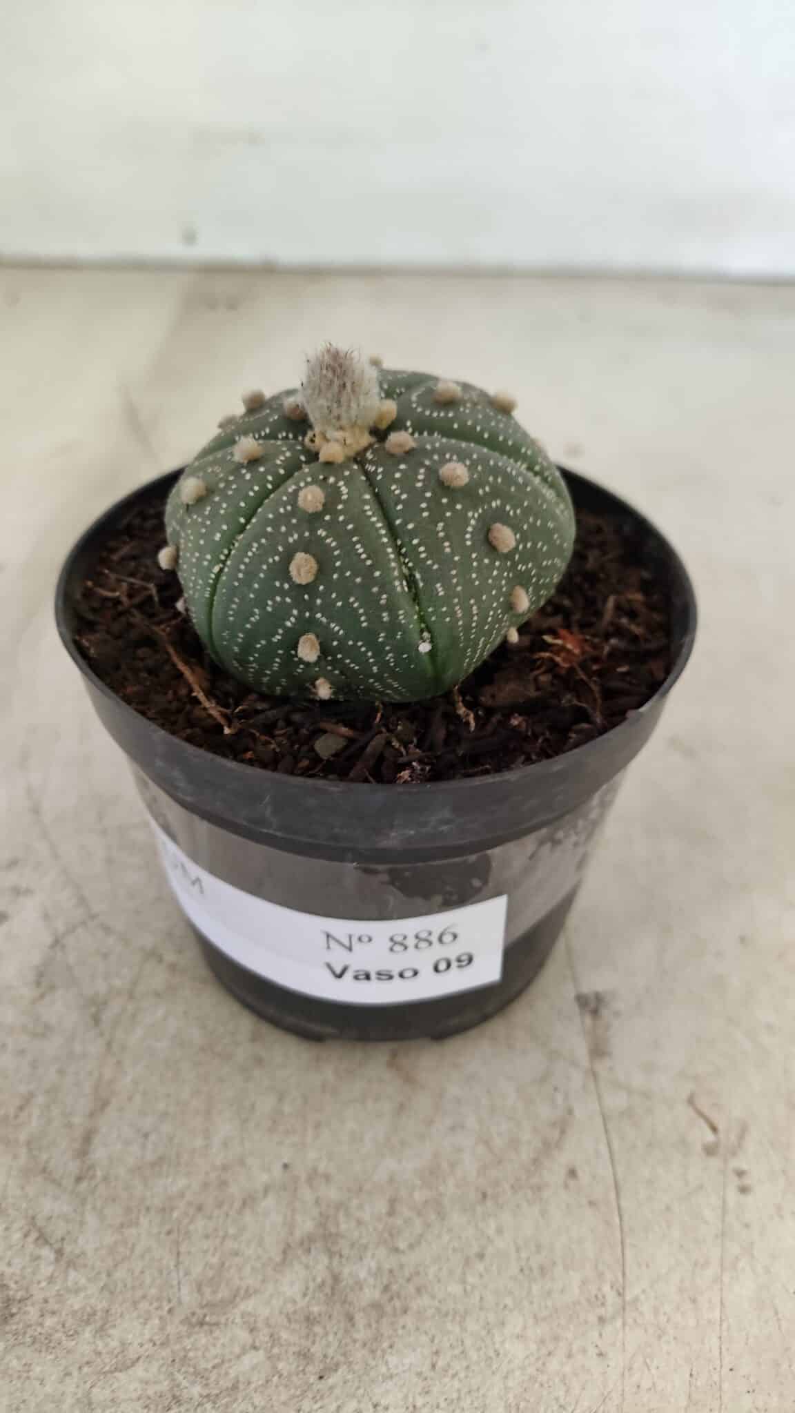 ASTROPHYTUM ASTERIAS Nº 886 "6 quinas" – vaso 09 - foto 8