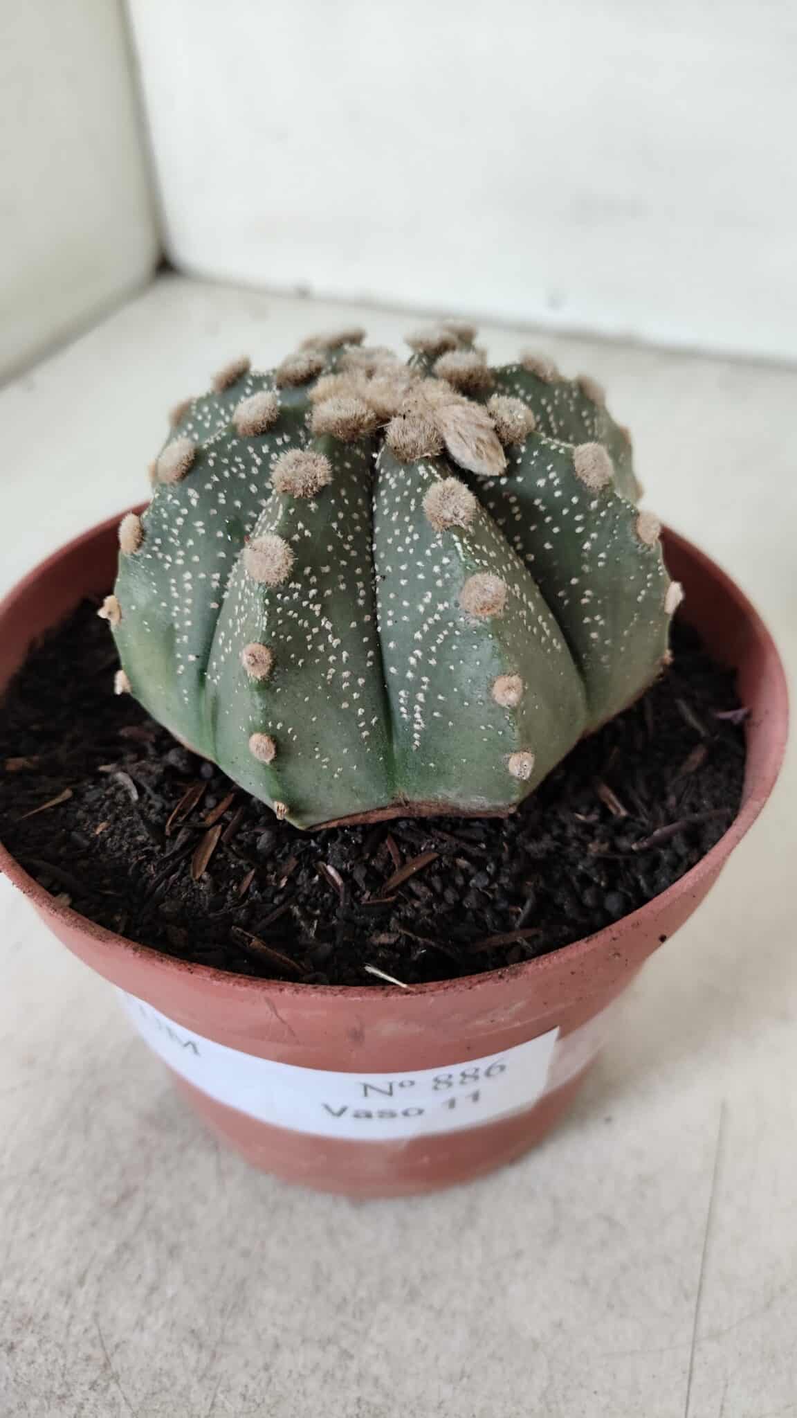 ASTROPHYTUM ASTERIAS Nº 886 – vaso 11