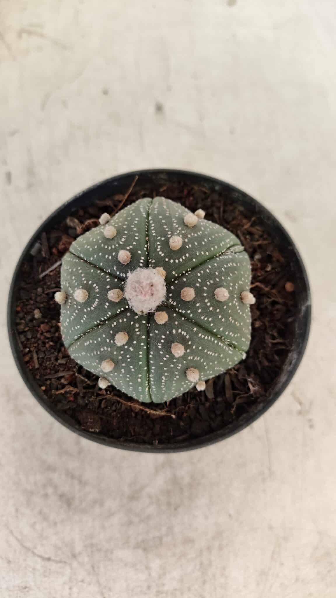 ASTROPHYTUM ASTERIAS Nº 886 "6 quinas" – vaso 09 - foto 3