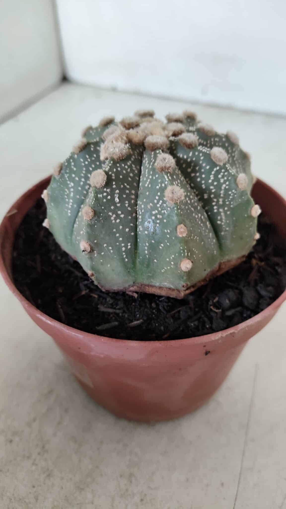ASTROPHYTUM ASTERIAS Nº 886 – vaso 11