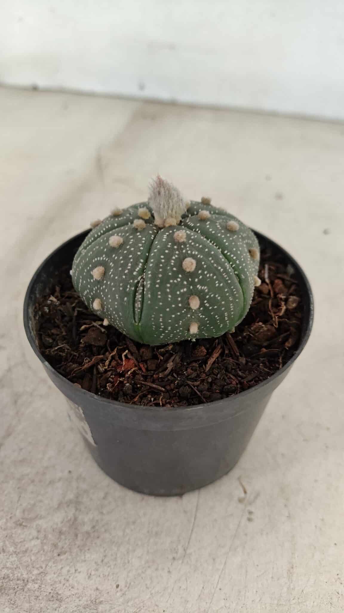 ASTROPHYTUM ASTERIAS Nº 886 "6 quinas" – vaso 09 - foto 7