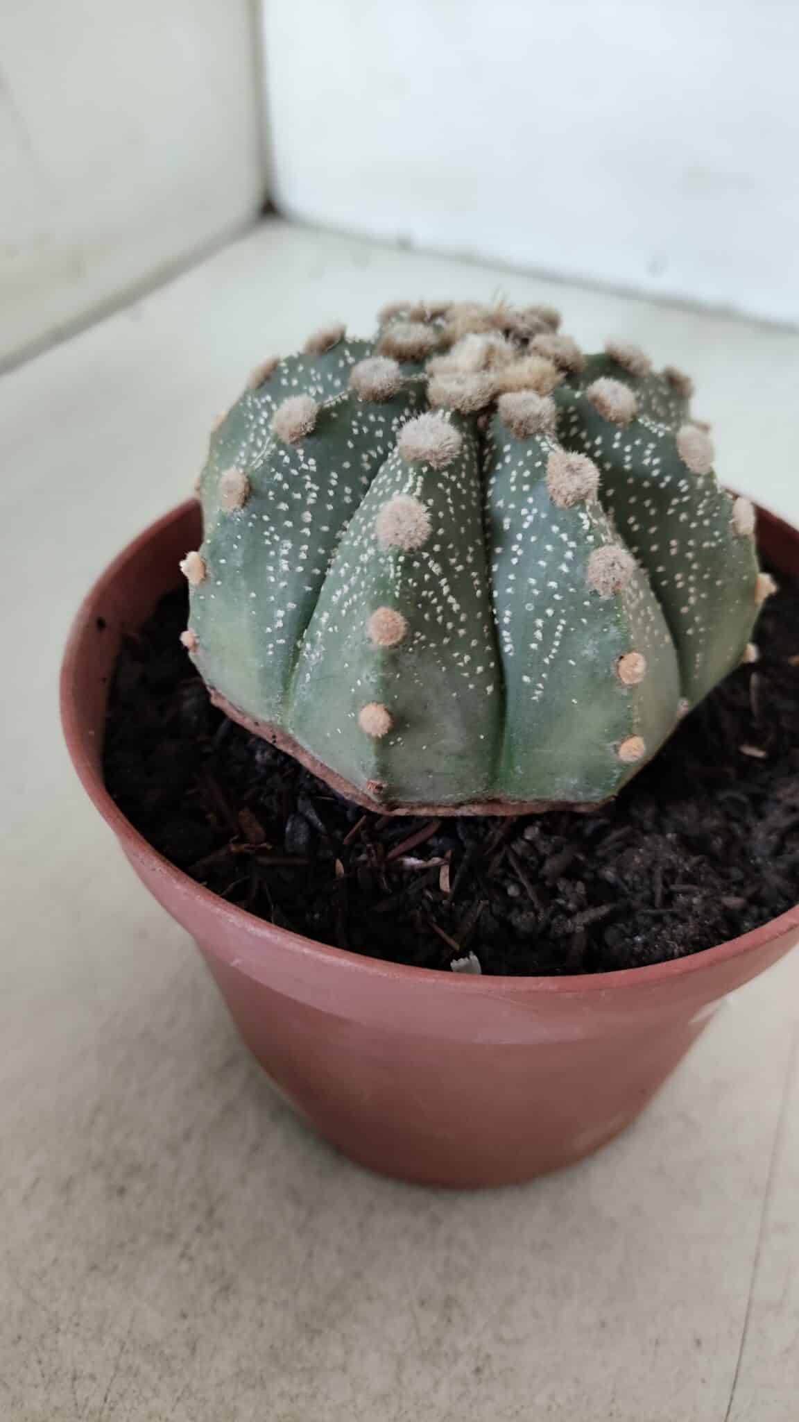 ASTROPHYTUM ASTERIAS Nº 886 – vaso 11
