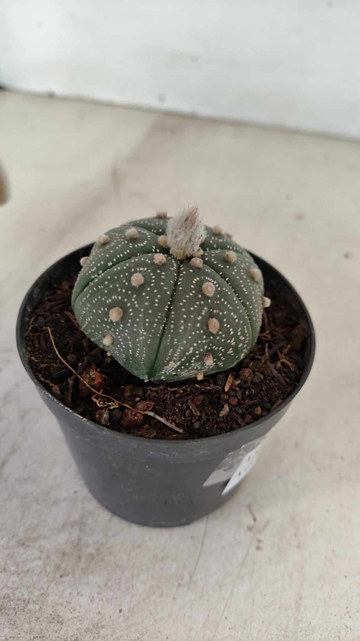 ASTROPHYTUM ASTERIAS Nº 886 "6 quinas" – vaso 09 - foto 6