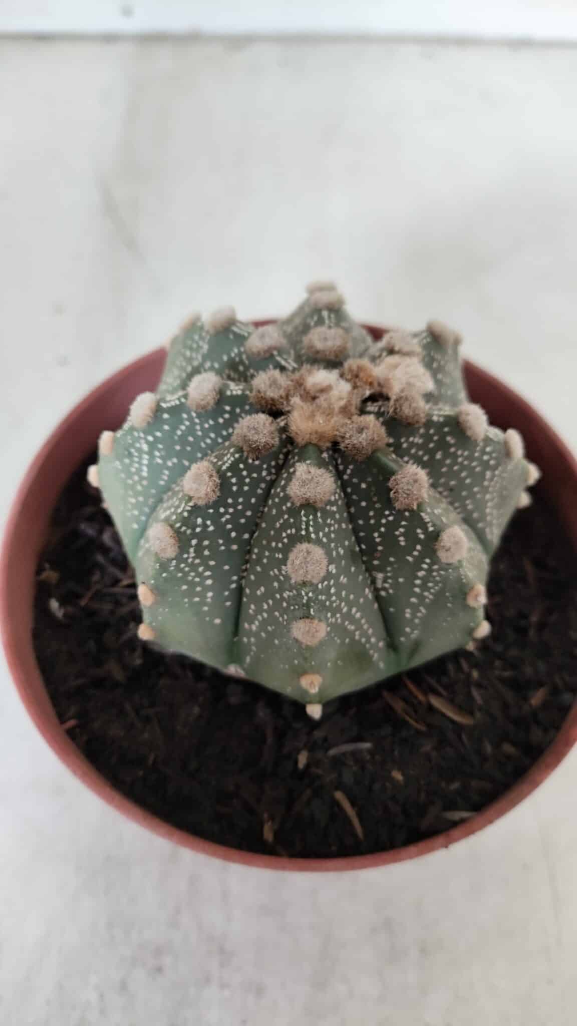 ASTROPHYTUM ASTERIAS Nº 886 – vaso 11
