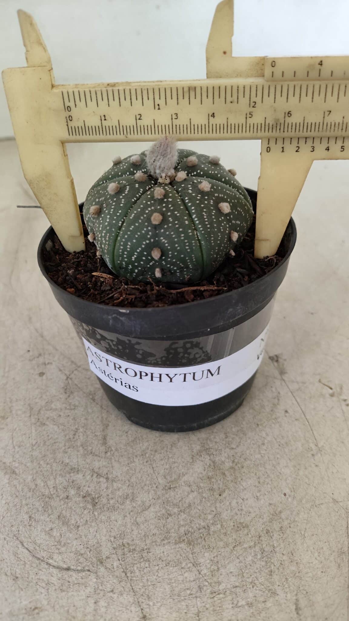 ASTROPHYTUM ASTERIAS Nº 886 "6 quinas" – vaso 09 - foto 5