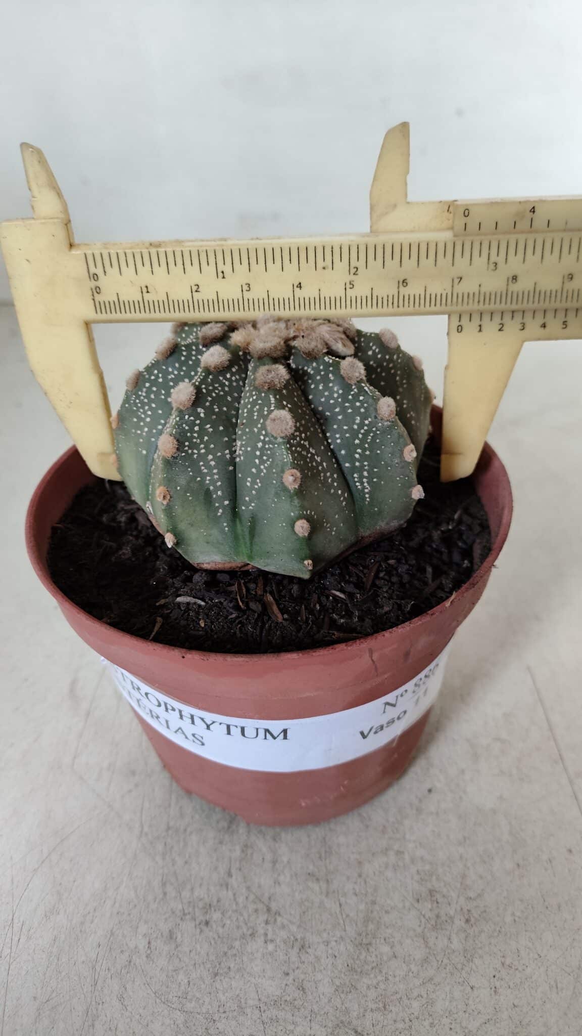ASTROPHYTUM ASTERIAS Nº 886 – vaso 11
