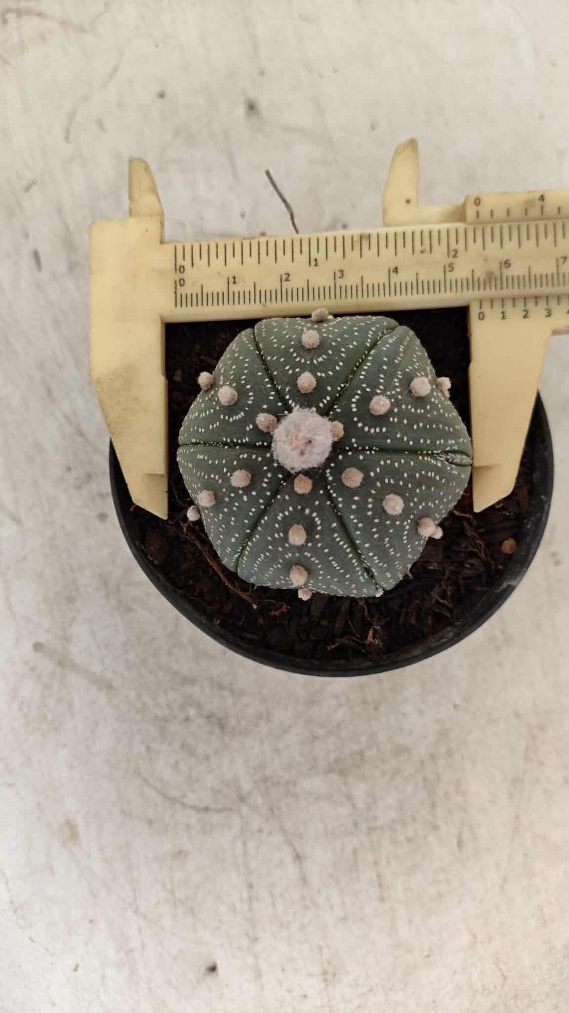 ASTROPHYTUM ASTERIAS Nº 886 "6 quinas" – vaso 09 - foto 4