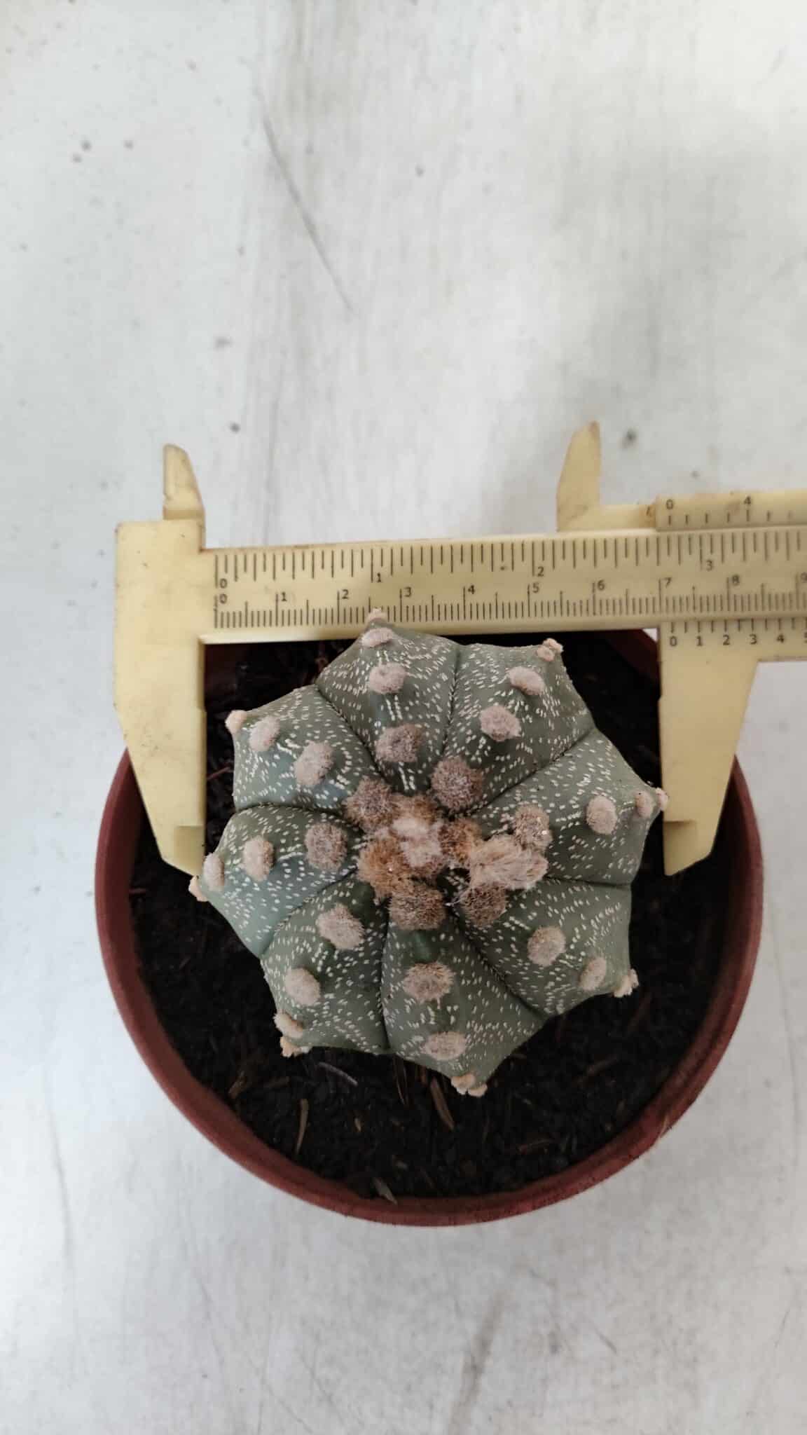 ASTROPHYTUM ASTERIAS Nº 886 – vaso 11