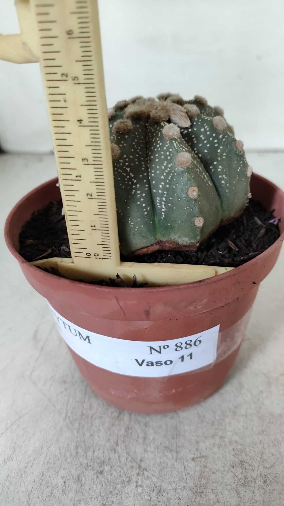 ASTROPHYTUM ASTERIAS Nº 886 – vaso 11