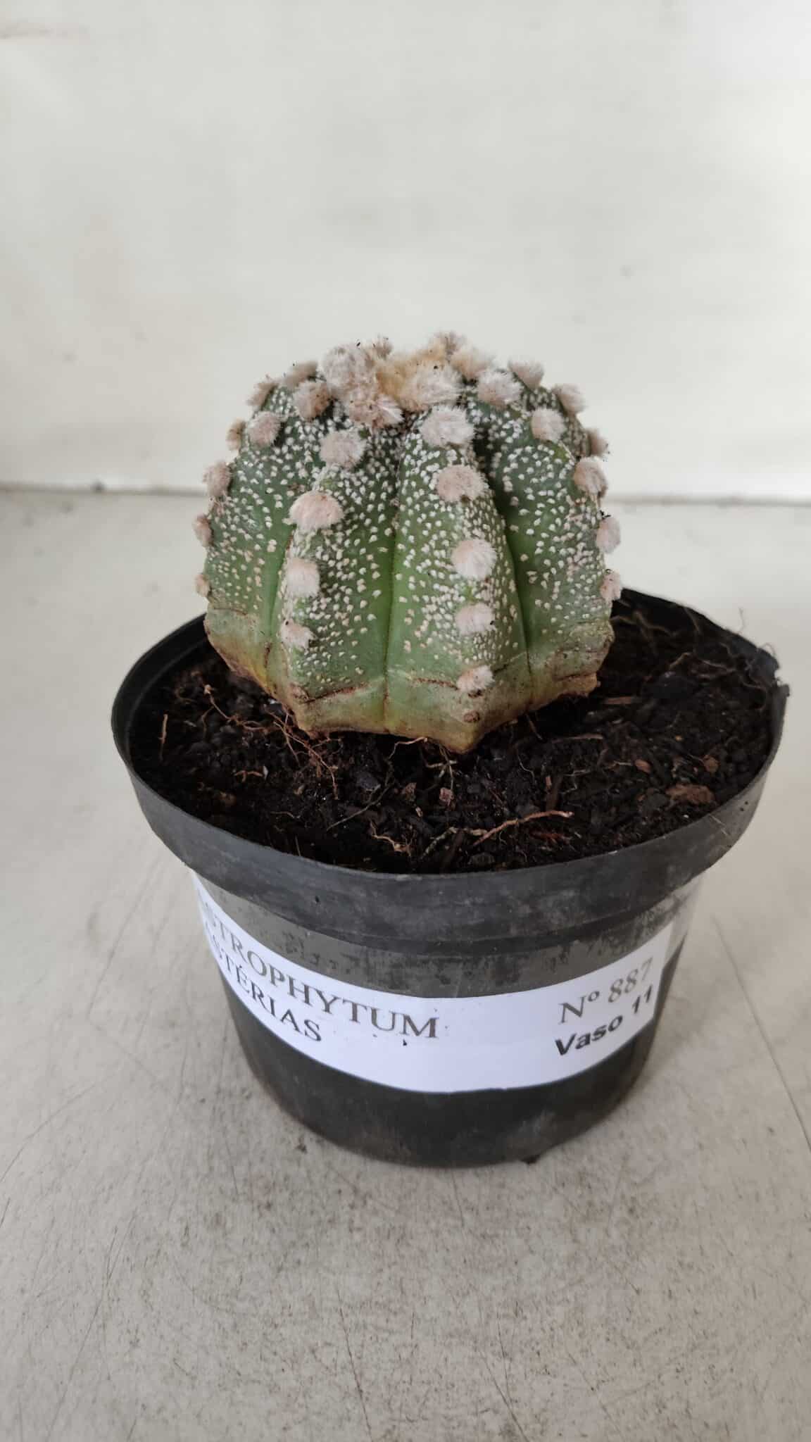 ASTROPHYTUM ASTERIAS Nº 887 – vaso 11