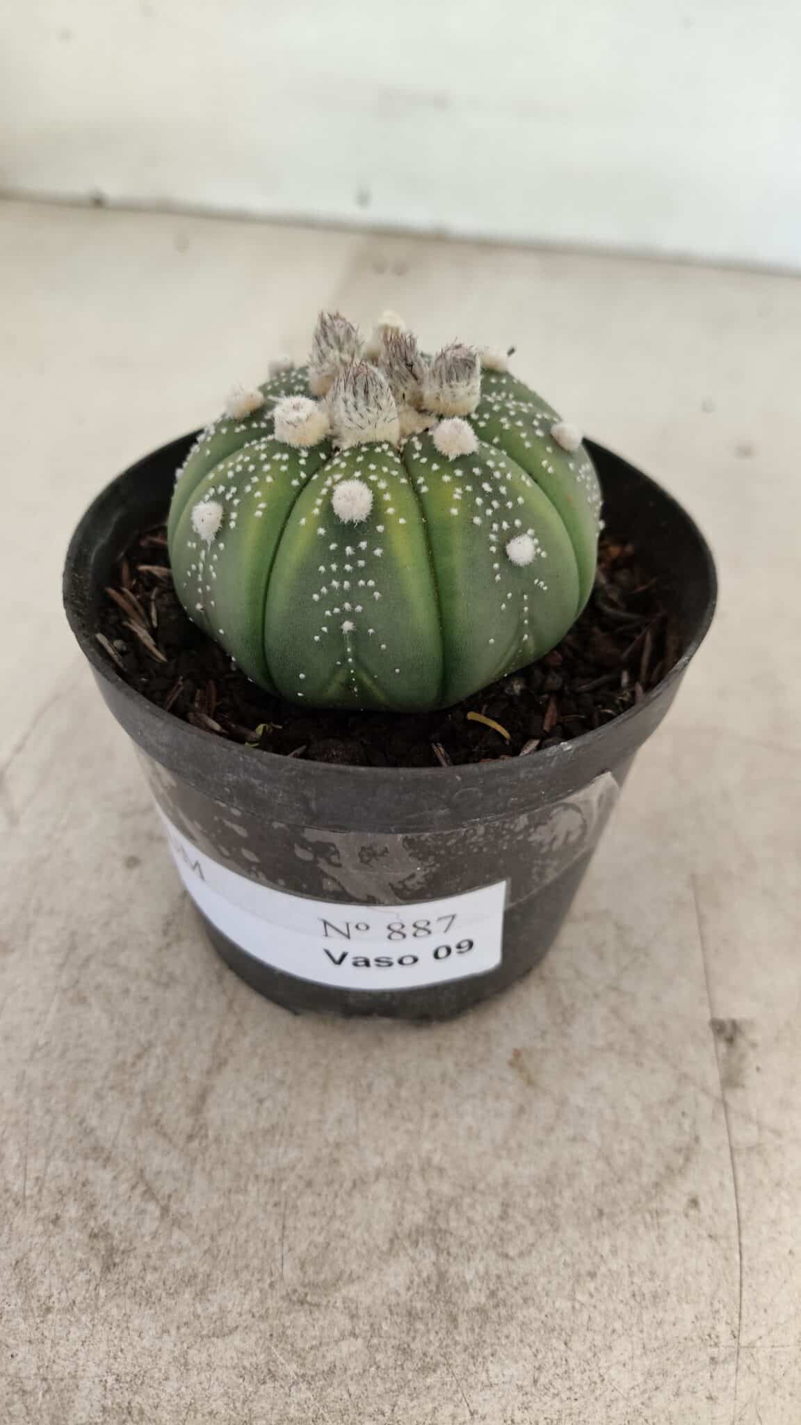 ASTROPHYTUM ASTERIAS Nº 887 – vaso 09 - foto 2
