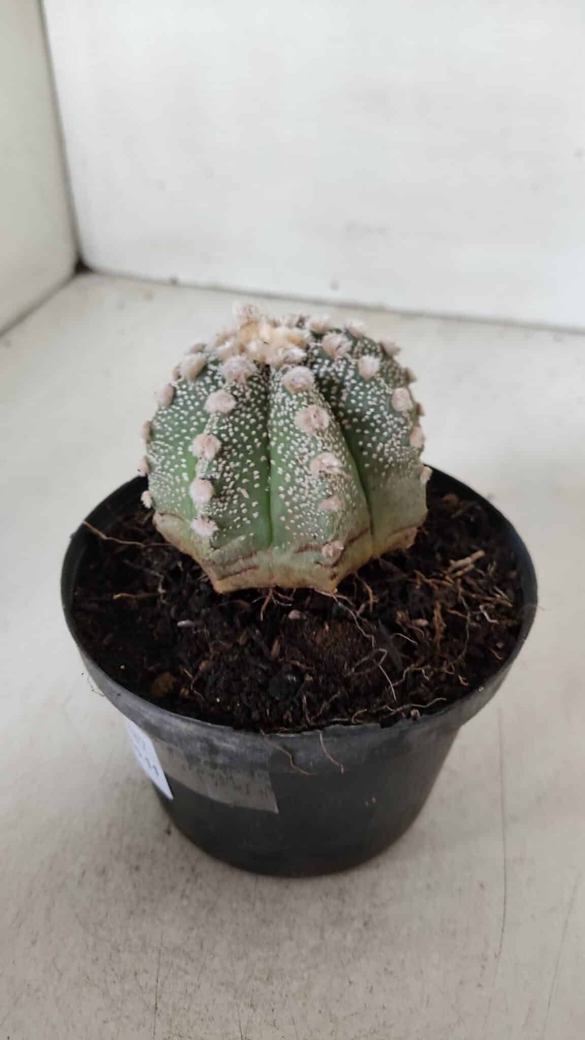ASTROPHYTUM ASTERIAS Nº 887 – vaso 11