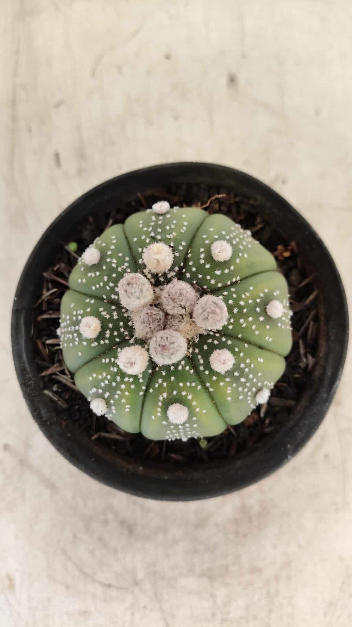 ASTROPHYTUM ASTERIAS Nº 887 – vaso 09 - foto 3