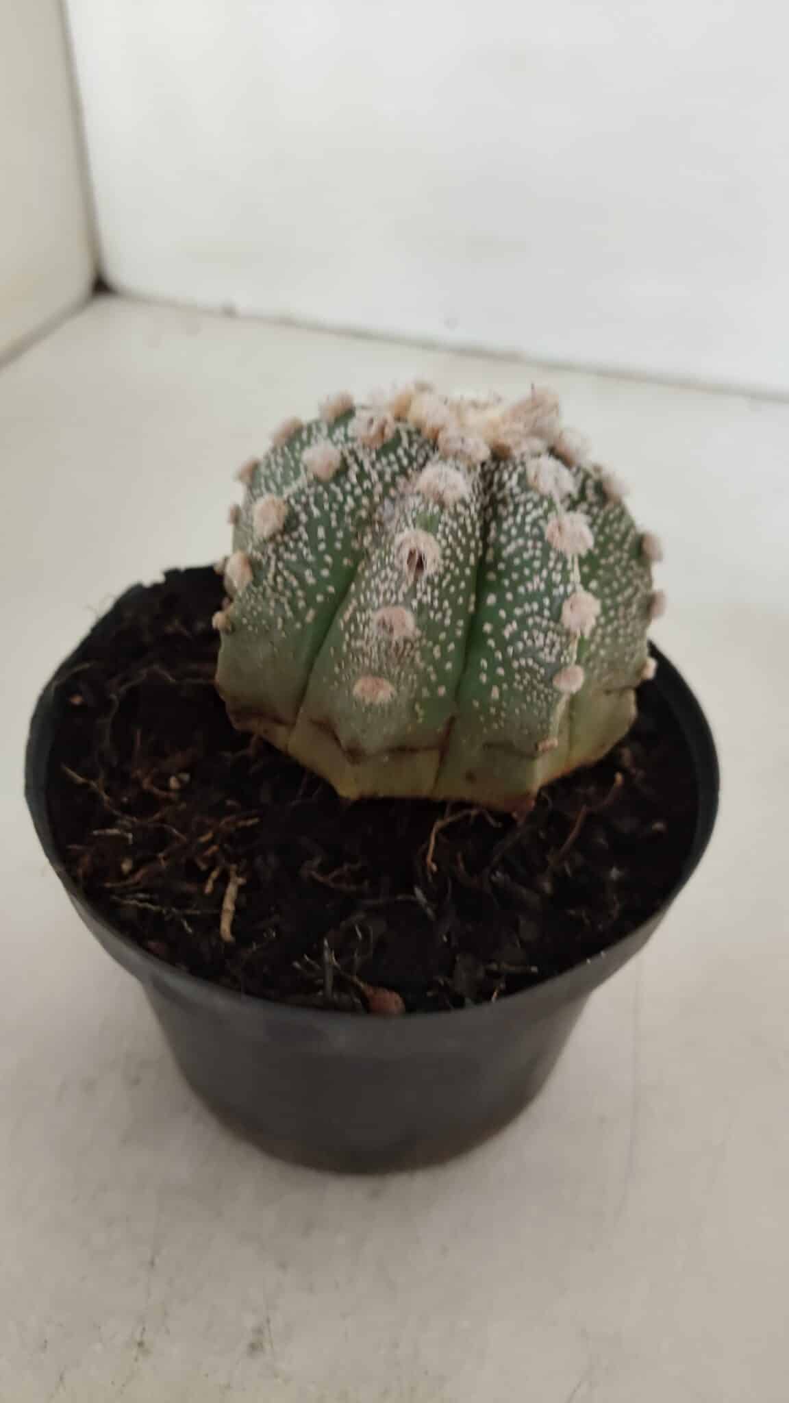 ASTROPHYTUM ASTERIAS Nº 887 – vaso 11