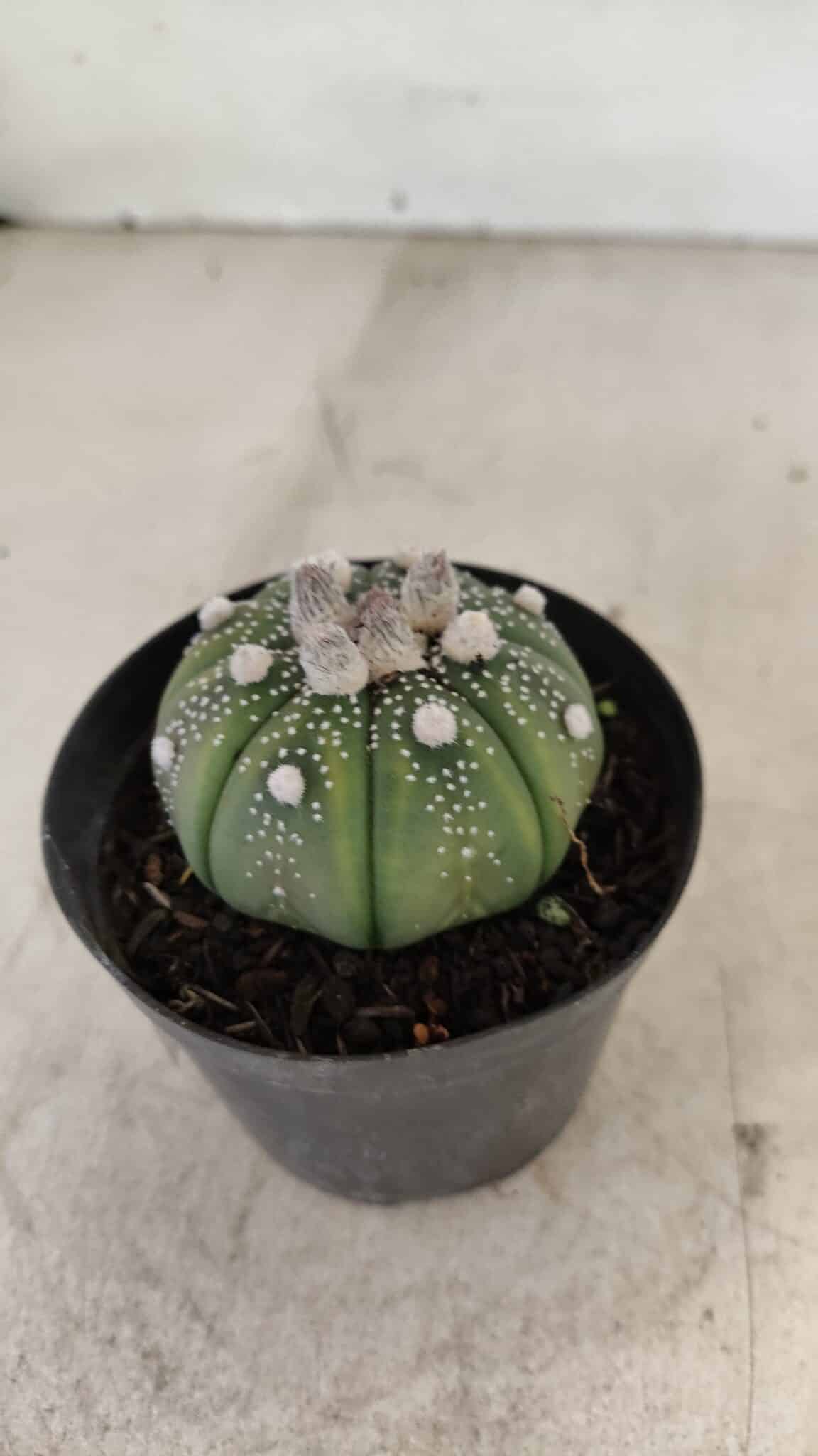 ASTROPHYTUM ASTERIAS Nº 887 – vaso 09 - foto 9